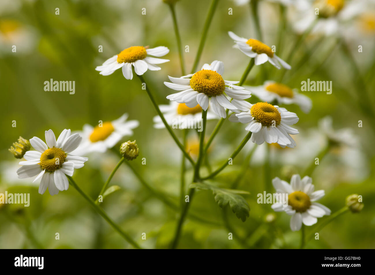 White daisy flowers or Feverfew Stock Photo