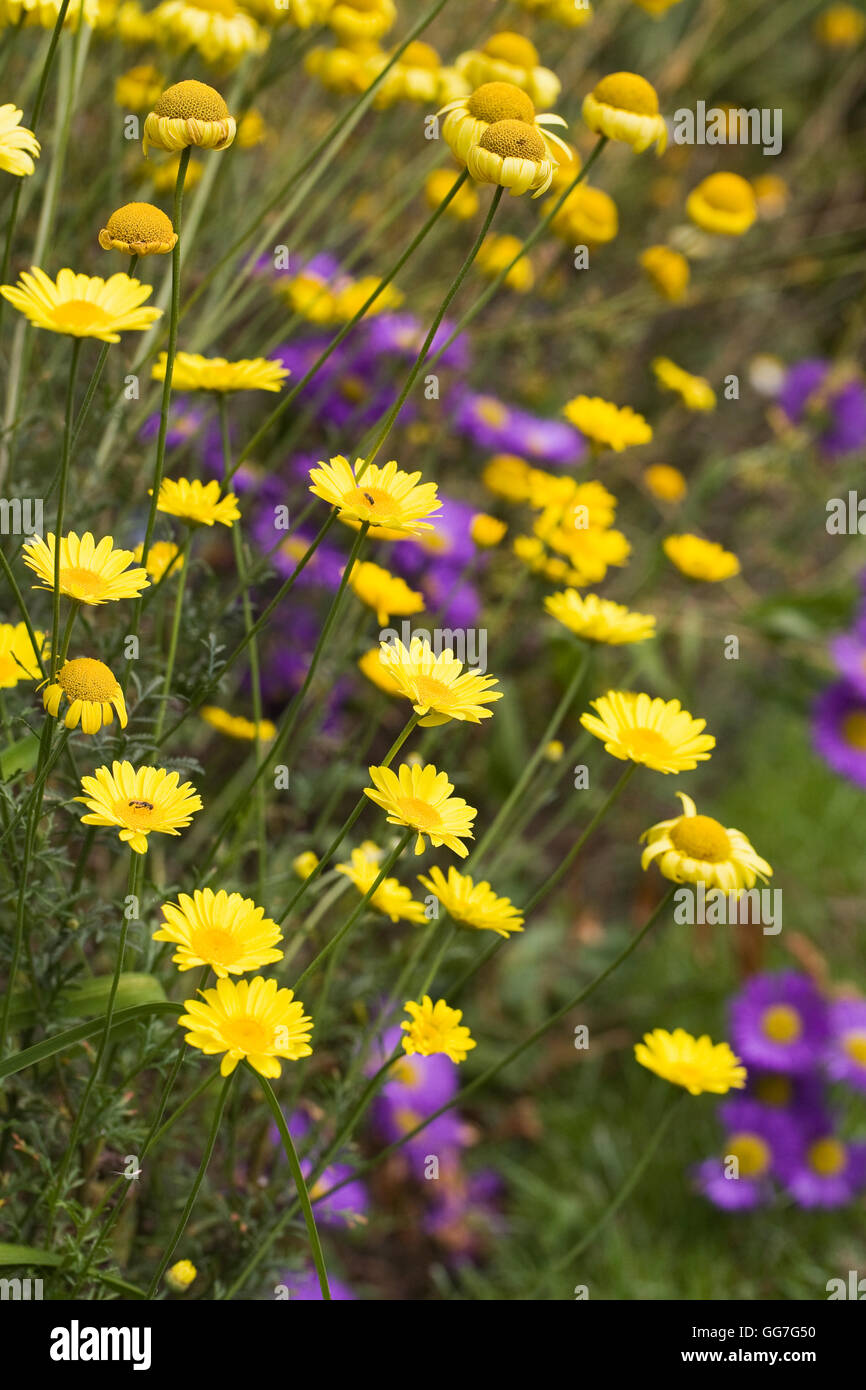 Anthemis tinctora 'E.C. Buxton' flowering in an herbaceous border. Stock Photo