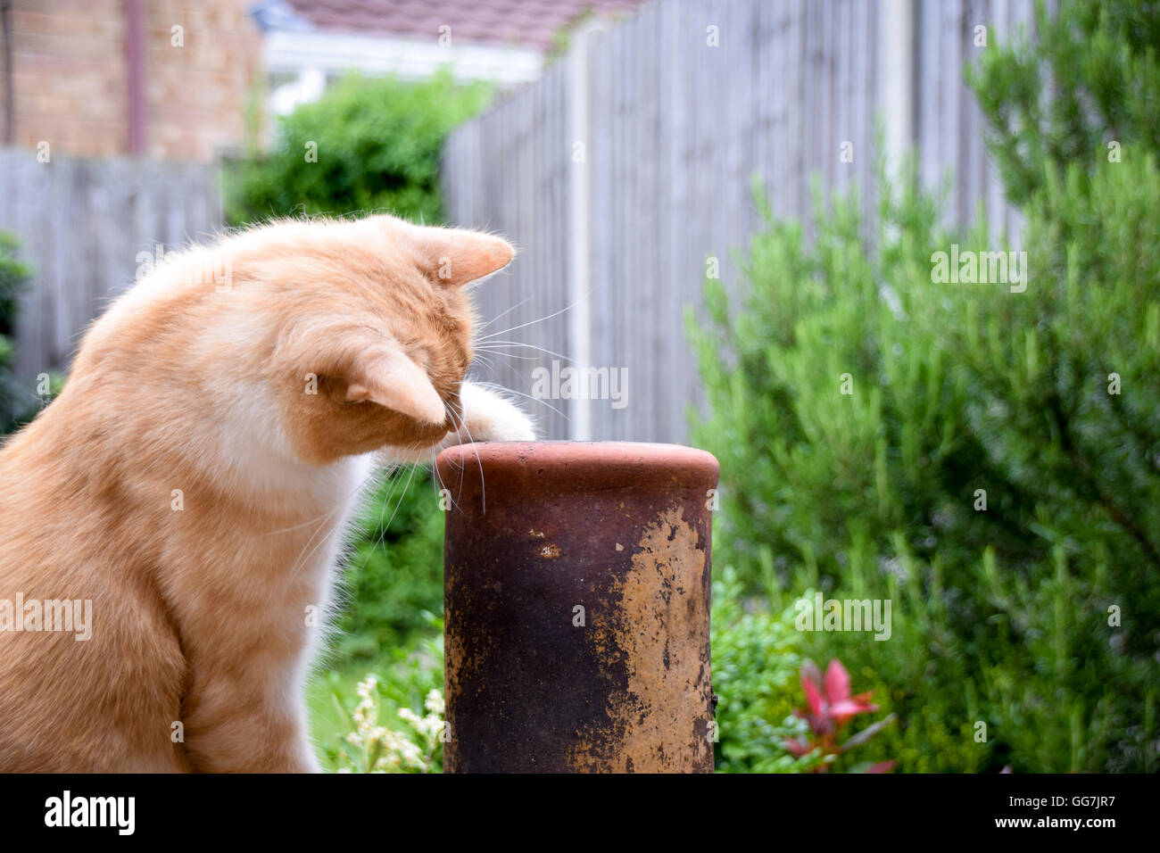 Curious cat looking into spout of chimenea Stock Photo