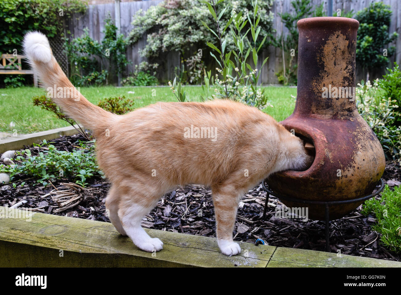 Curious cat looking into spout of chimenea Stock Photo