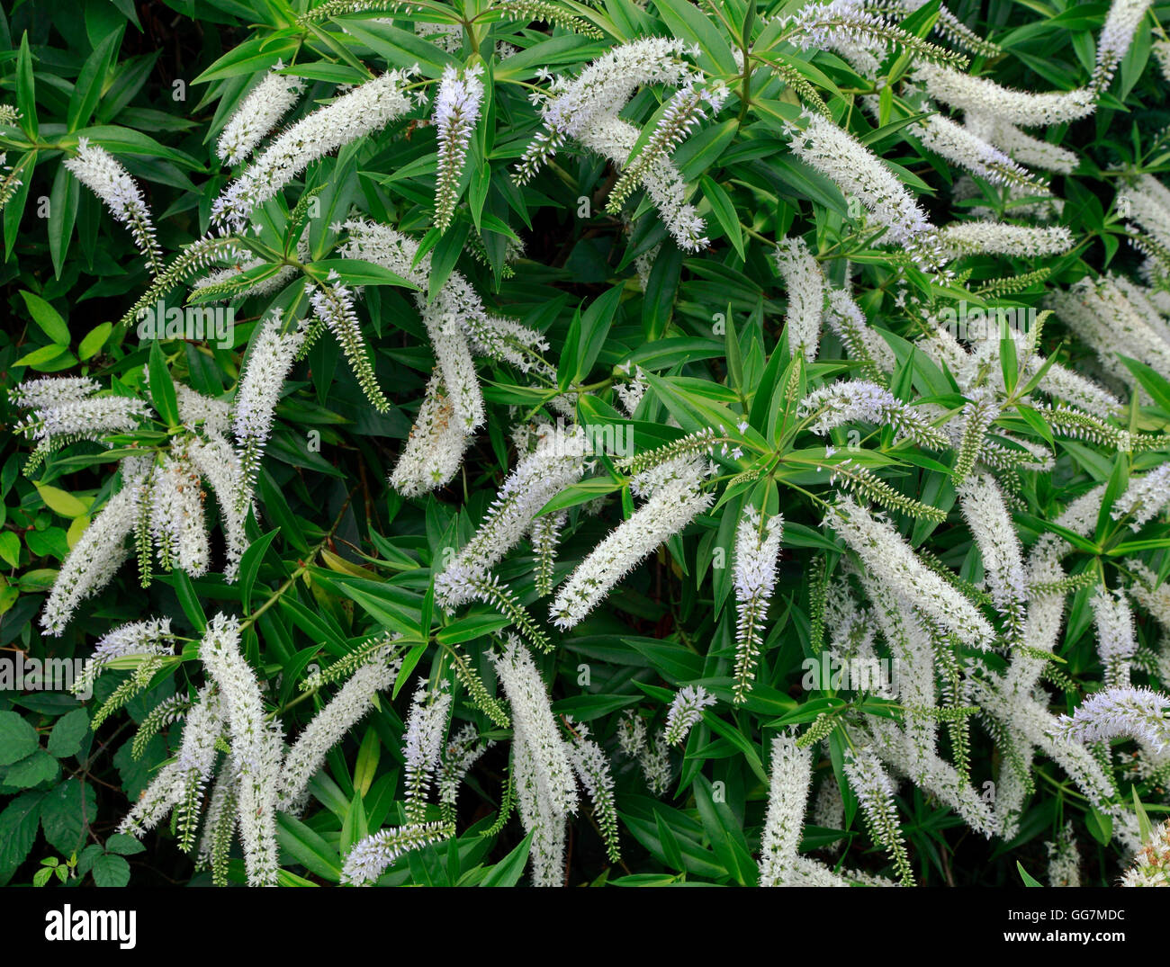 Hebe salicifolia, hebes, New Zealand flax, white flower flowers Stock Photo