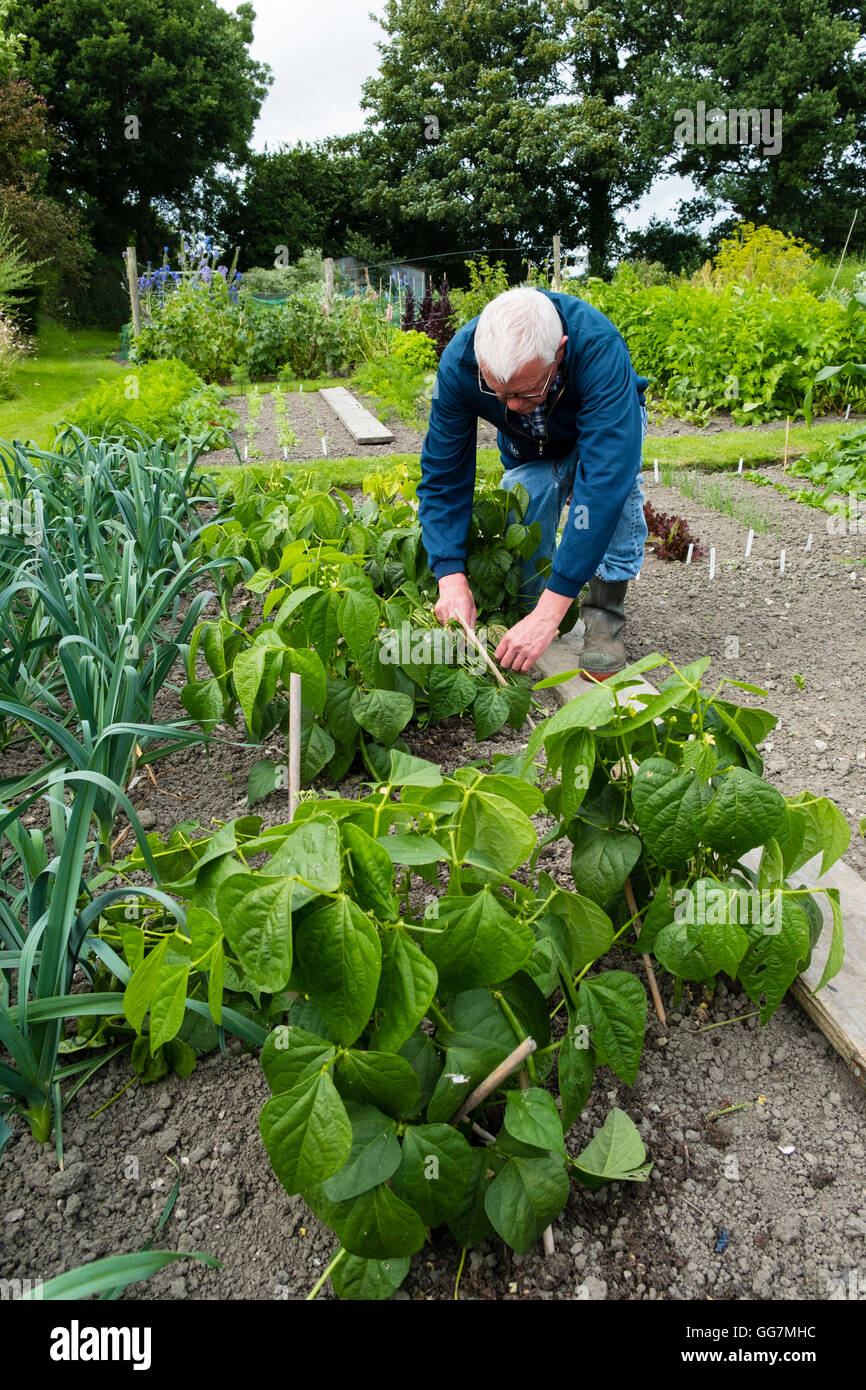 Man tending to vegetable patch in his allotment garden in England United Kingdom Stock Photo