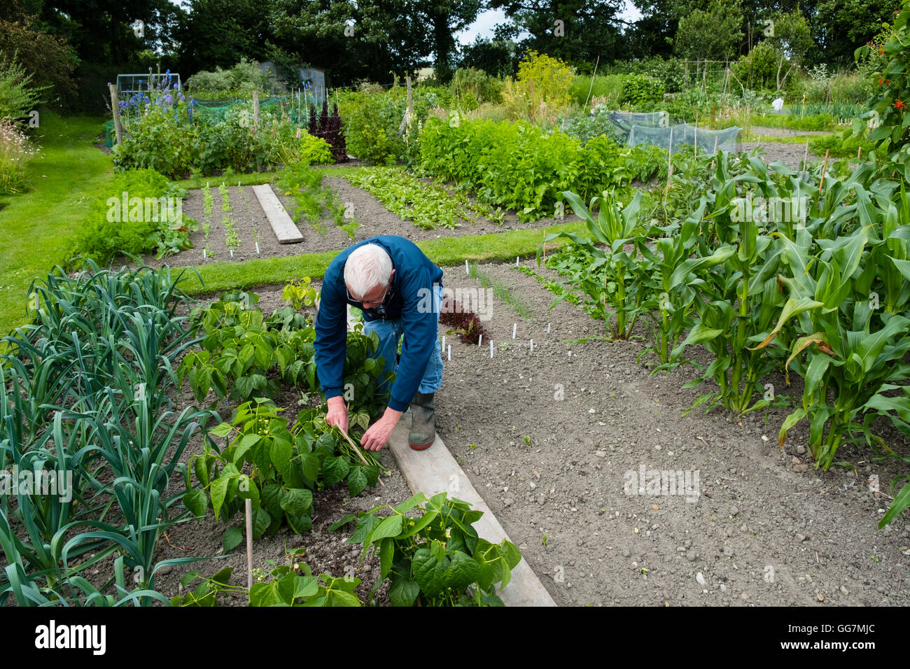 Man tending to vegetable patch in his allotment garden in England United Kingdom Stock Photo