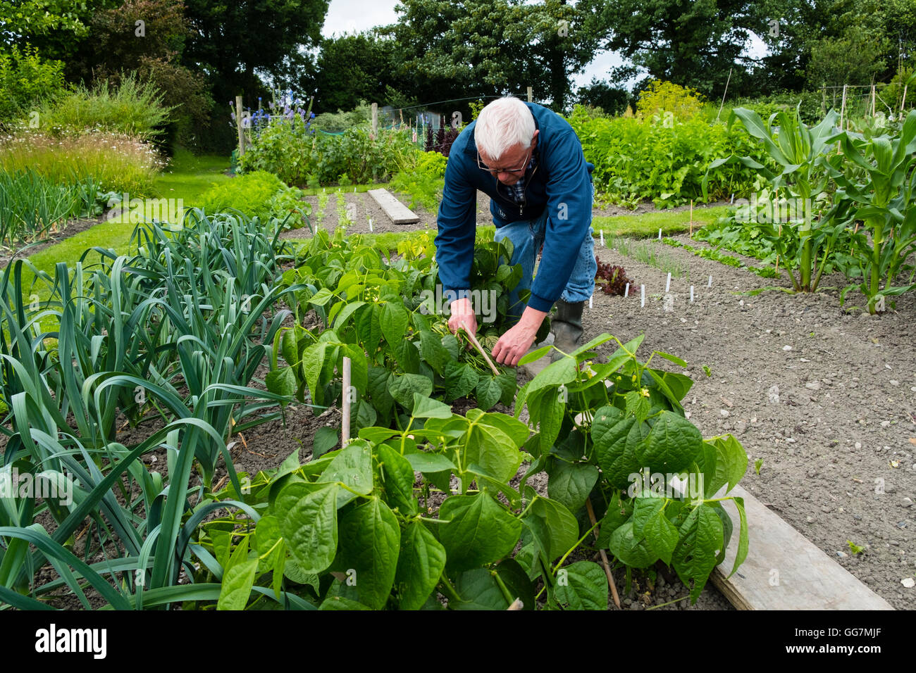 Man tending to vegetable patch in his allotment garden in England United Kingdom Stock Photo