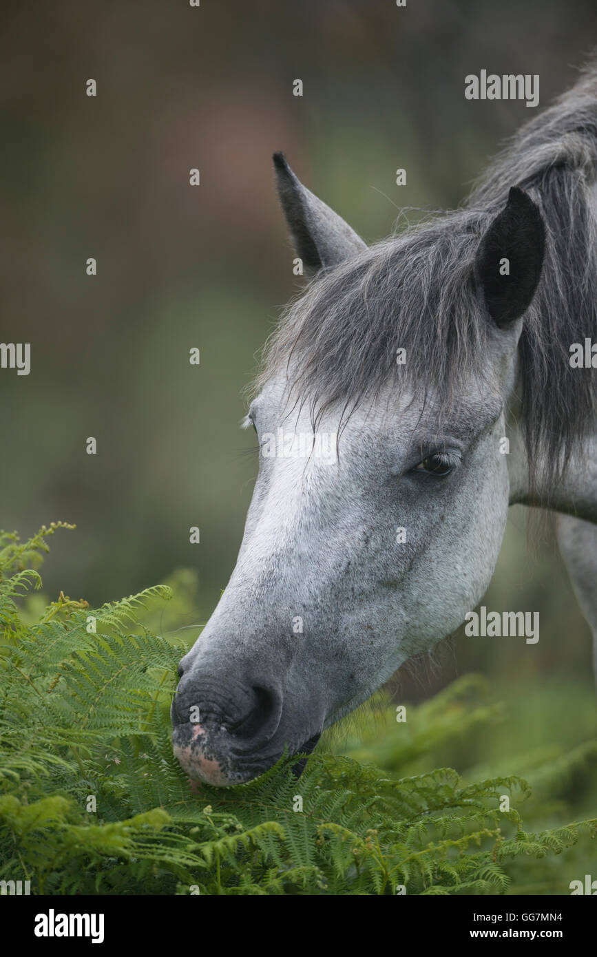 New Forest pony, taken at Stoney Cross, Hampshire Stock Photo
