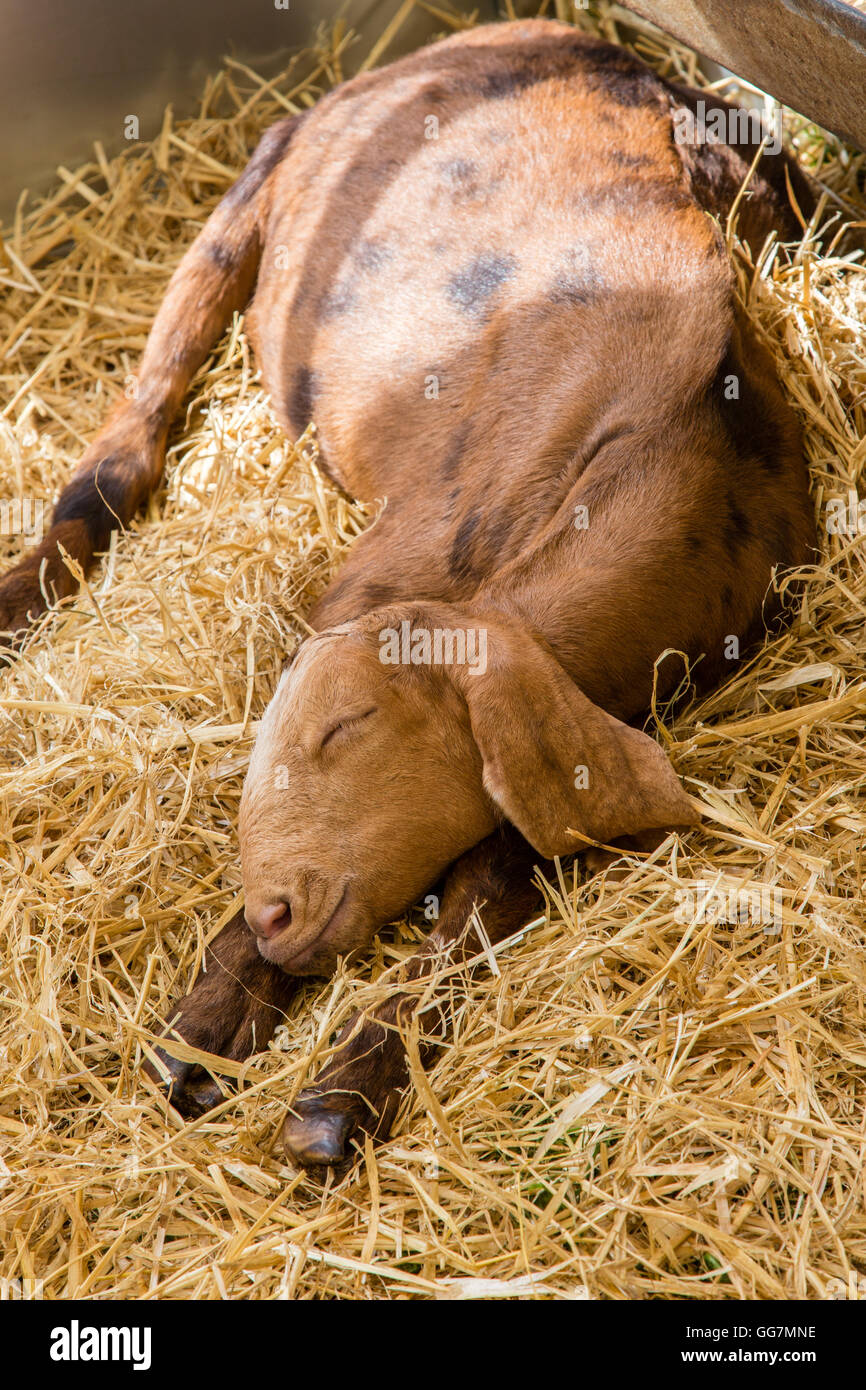 Goat sleeping in straw at the New Forest Show, Hampshire, England Stock Photo