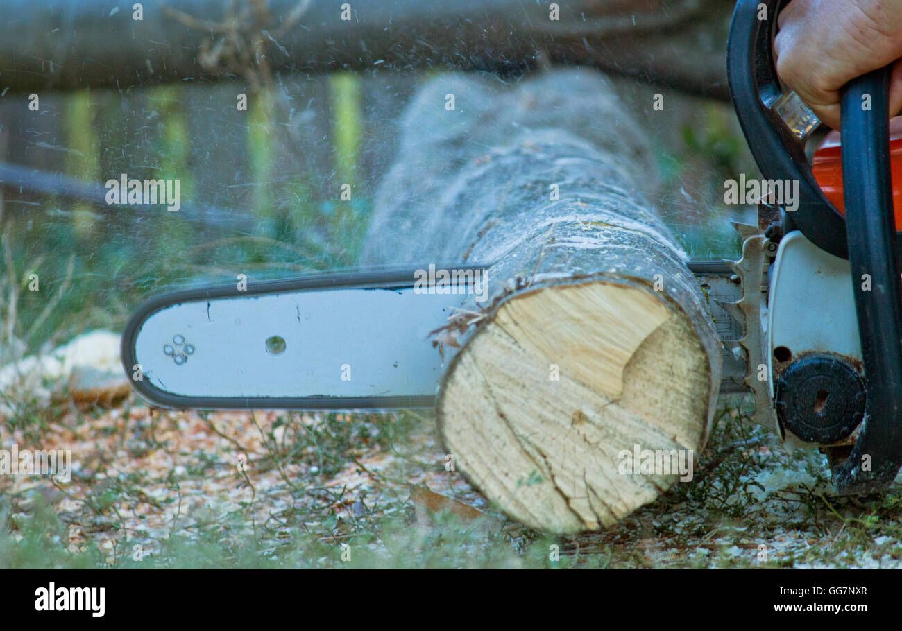 Gas chainsaw at work Stock Photo Alamy