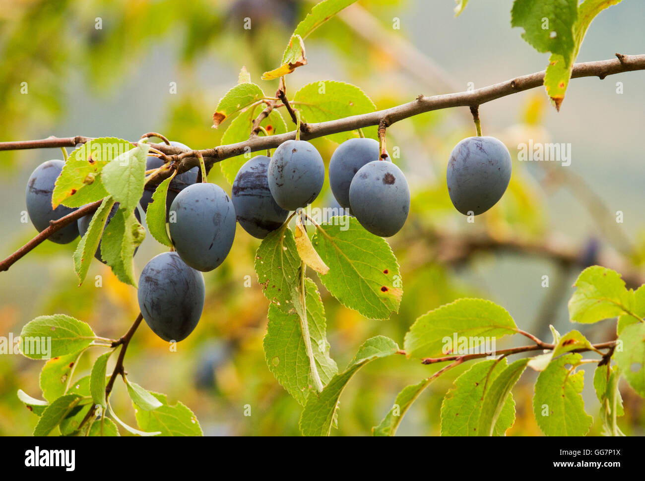 Plums on the branch of the plumtree Stock Photo Alamy