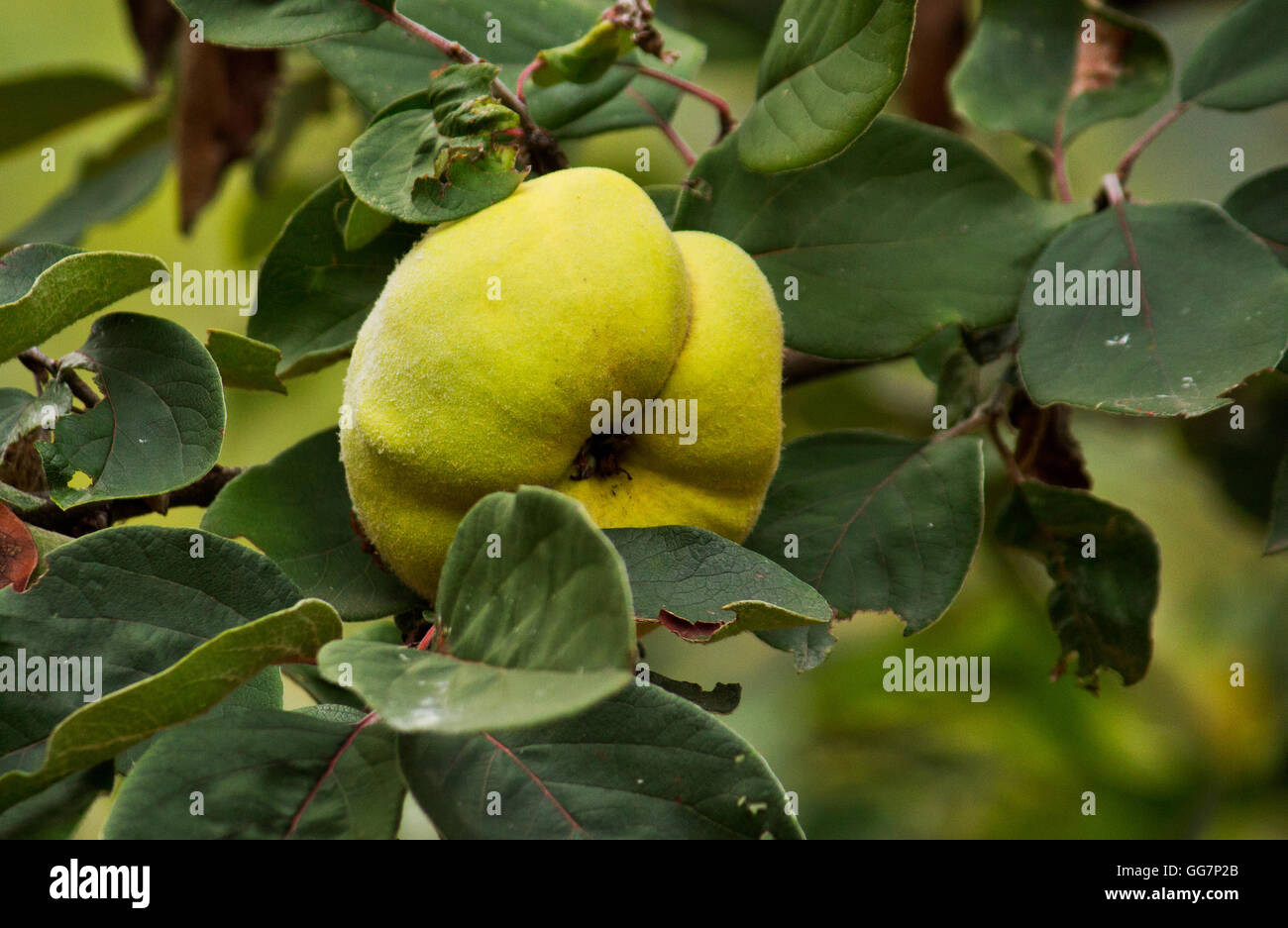 Fresh quince (Cydonia oblonga) is the sole member of the genus Cydonia Stock Photo