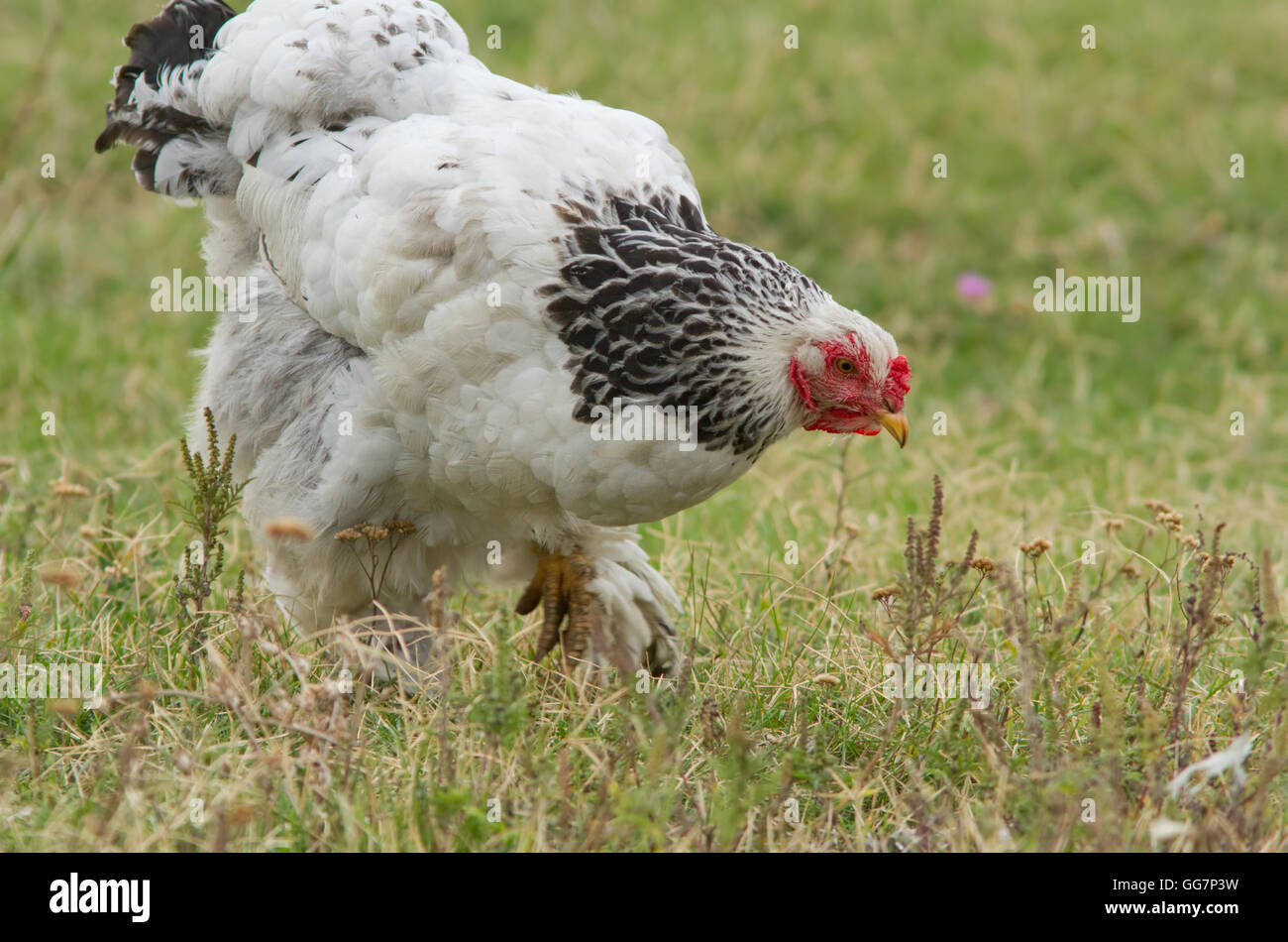 A free range Rooster Stock Photo