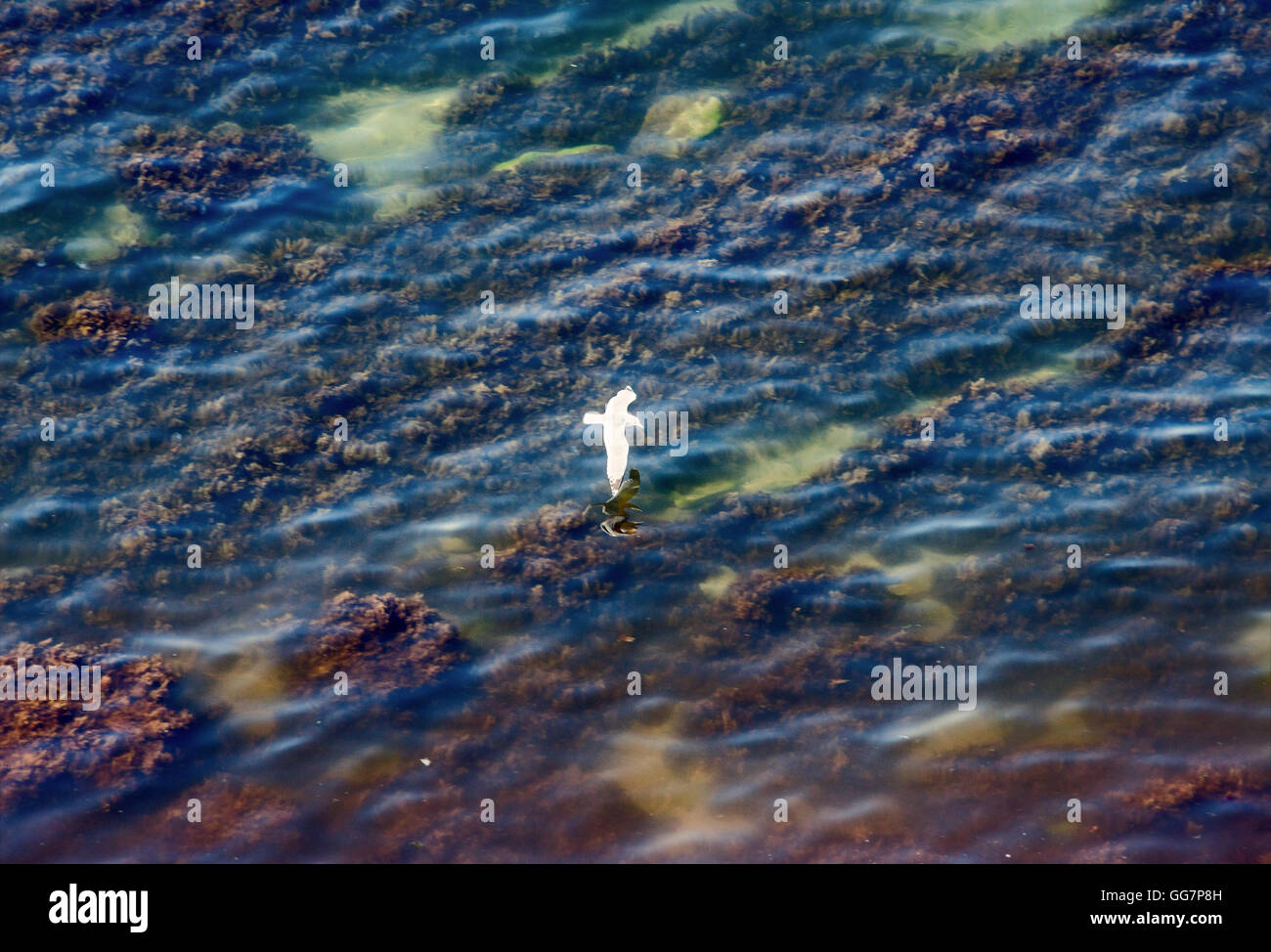 shoal with gull Stock Photo - Alamy