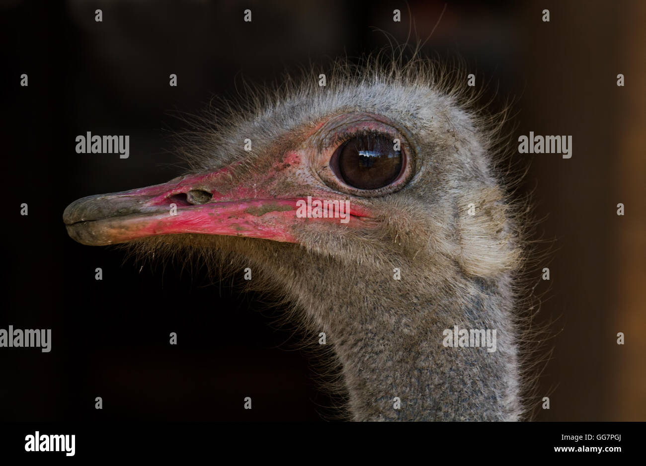 ostrich or common ostrich (Struthio camelus) portrait Stock Photo