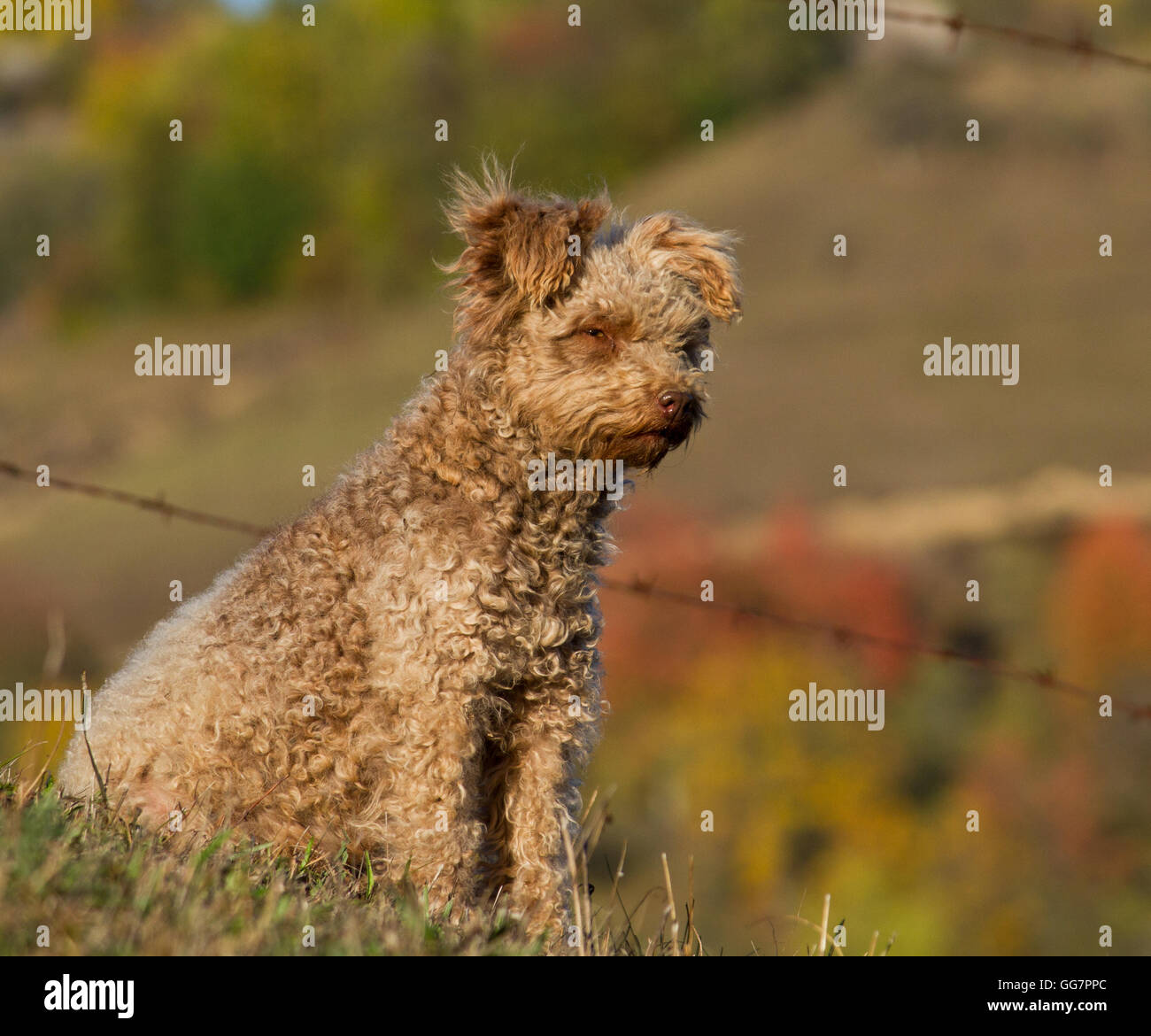 Pumi Dog High Resolution Stock Photography And Images Alamy