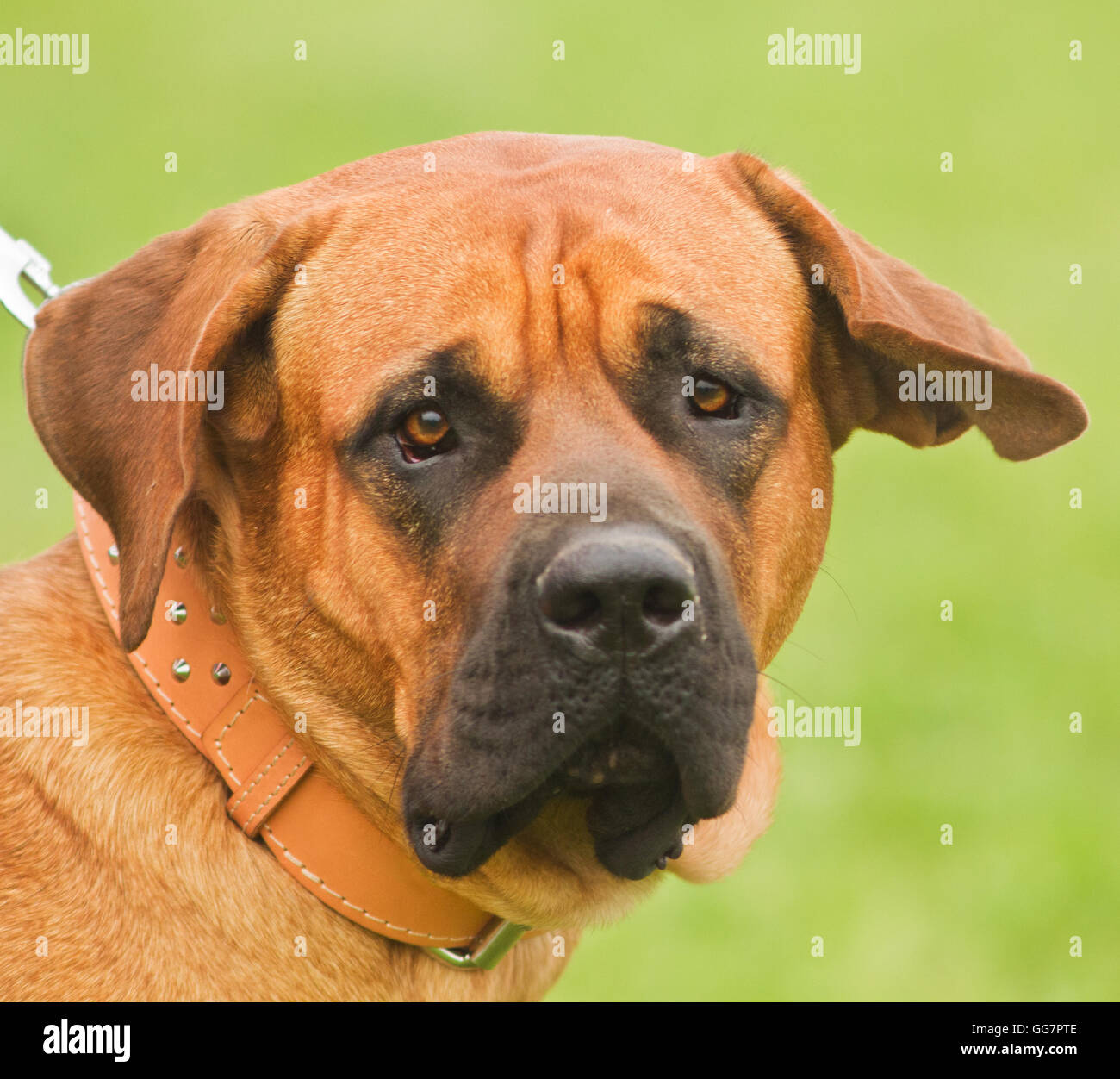 purebred Fila Brasileiro also known as the Brazilian Mastiff portrait Stock  Photo - Alamy