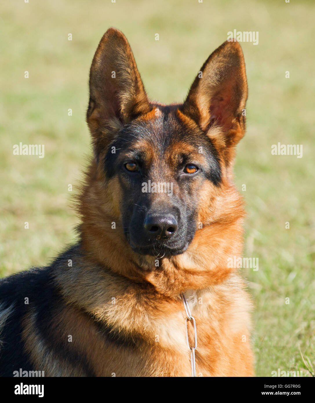 Pure breed hi res stock photography and images Alamy