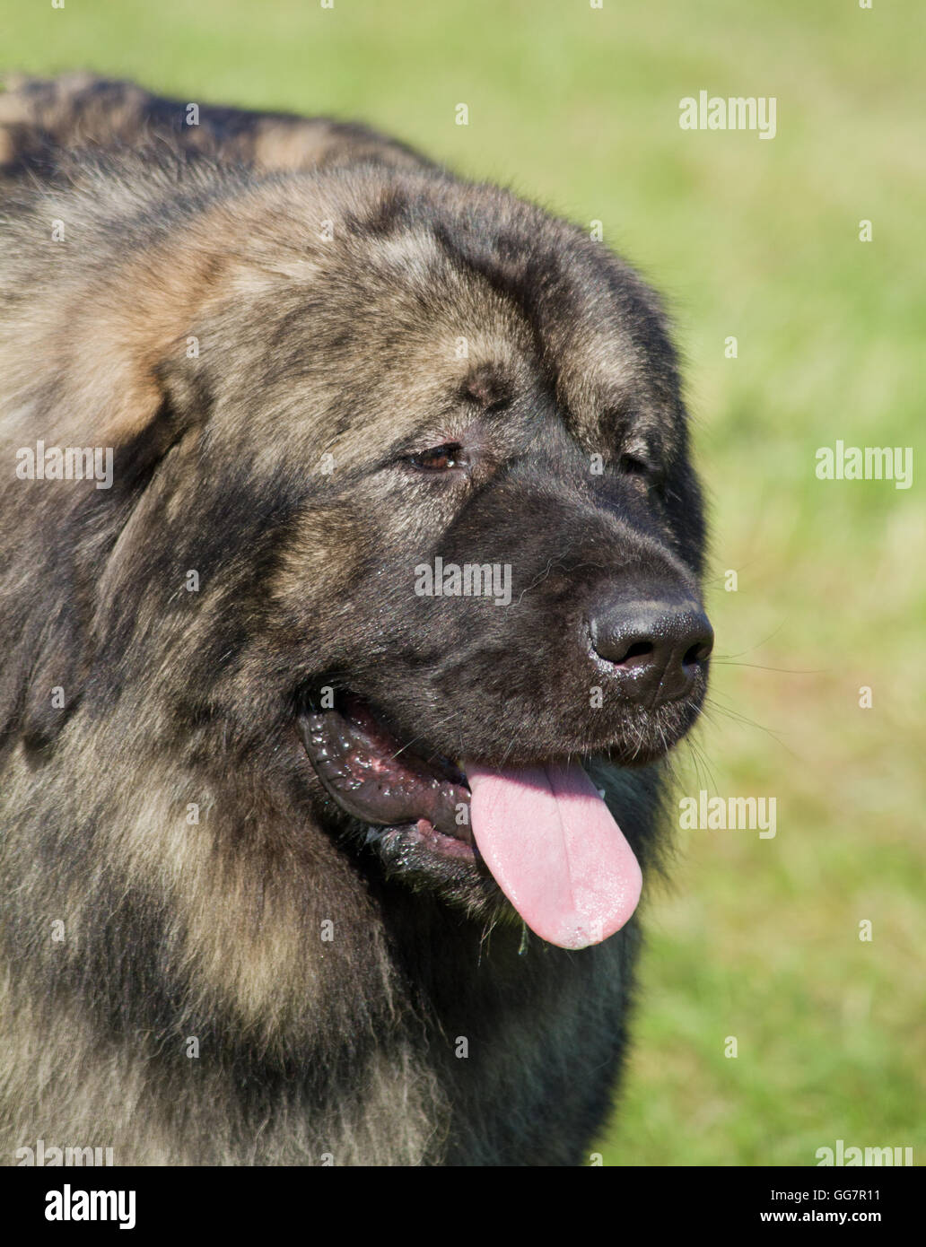 Purebred Caucasian Ovcharka Or Caucasian Shepherd Dog Stock Photo Alamy
