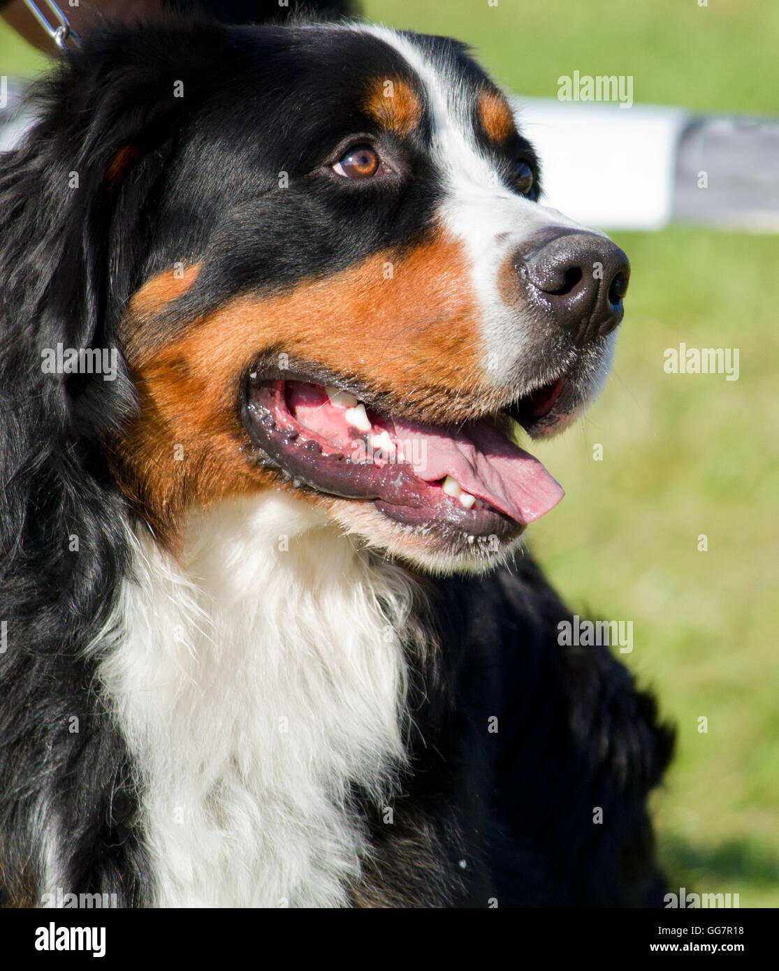 Bernese Mountain Dog, called in German the Berner Sennenhund Stock Photo