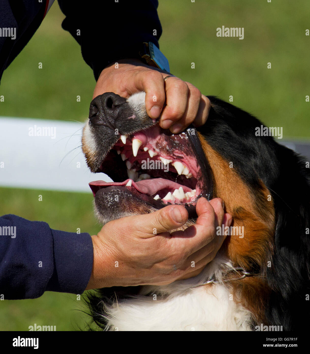 Bernese Mountain Dog, called in German the Berner Sennenhund Stock Photo