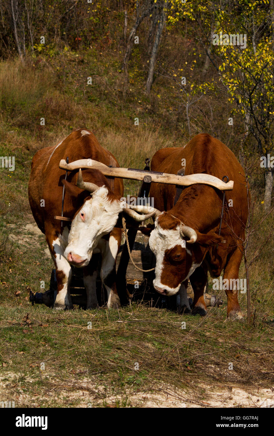Two oxen draw the yoke together in autumn, Transylvania, Romania Stock