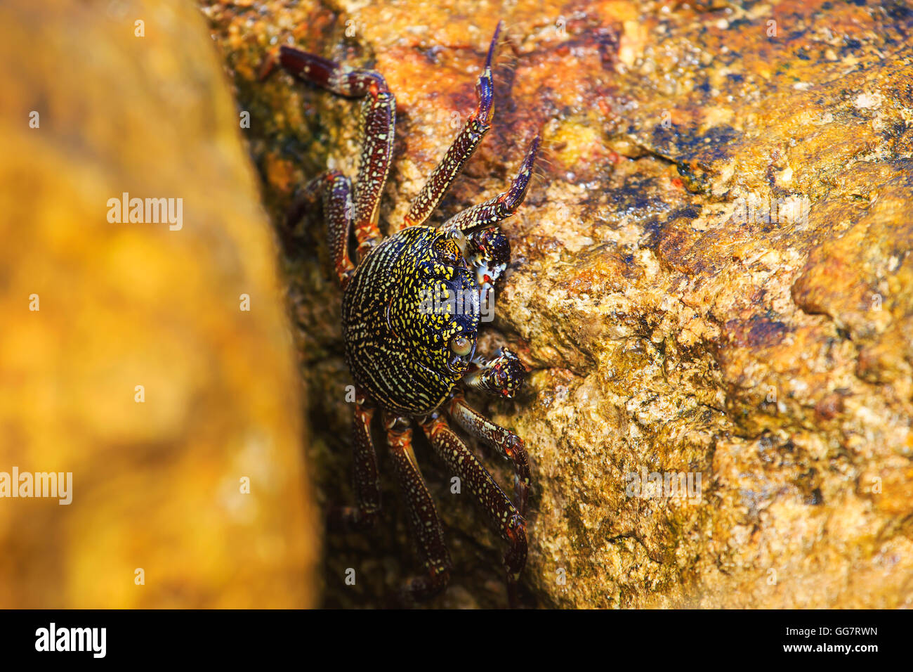 Colourfull land crab Stock Photo