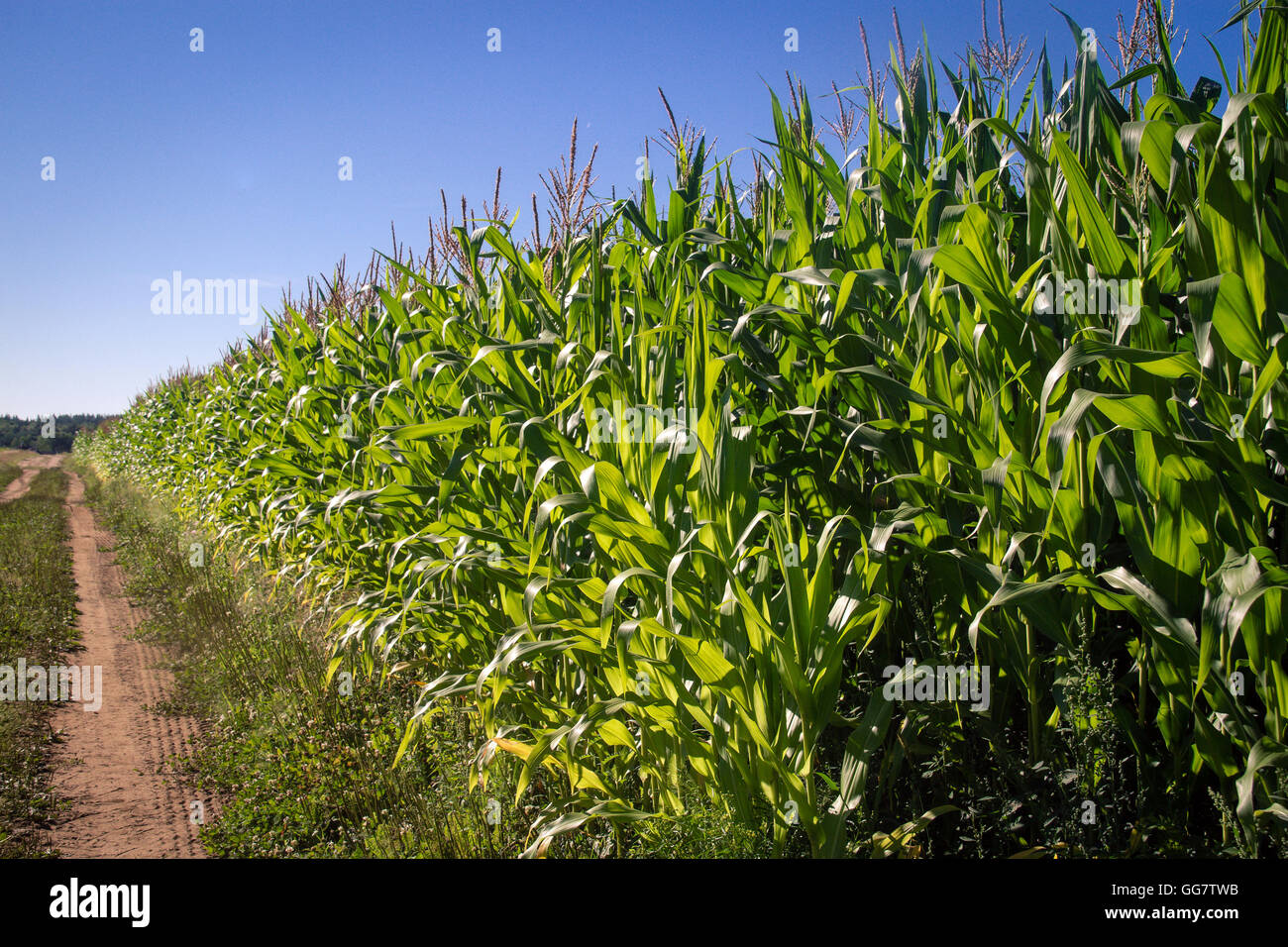 corn field at sunlight Stock Photo