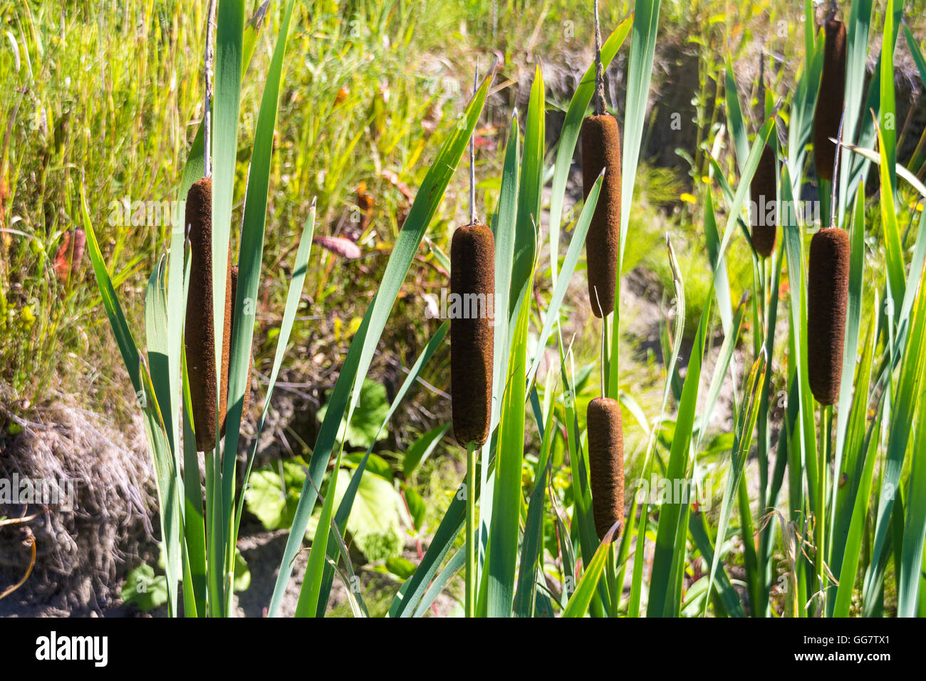 cattail at sunlight summer time Stock Photo