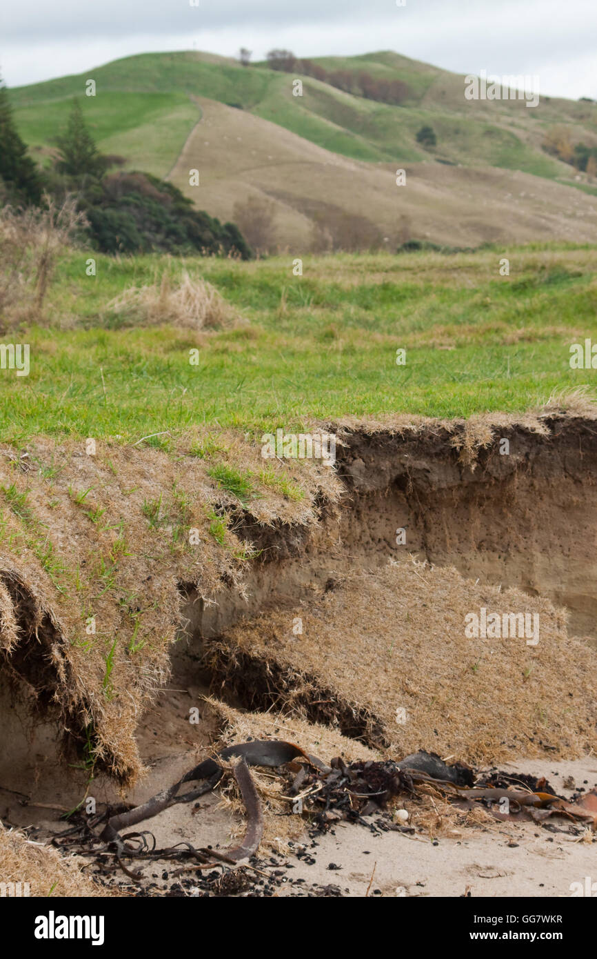 Unedited true life image of coastal erosion Gisborne, New Zealand Stock