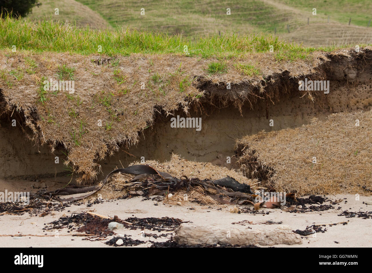 Unedited true life image of coastal erosion Gisborne, New Zealand Stock