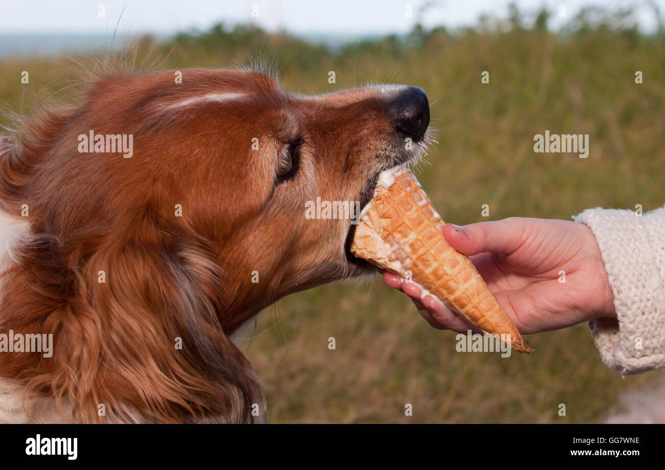 Dog eating ice cream hires stock photography and images Alamy