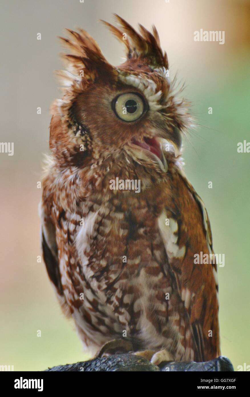 An Eastern Screech Owl (Megascops asio) in Florida Stock Photo - Alamy