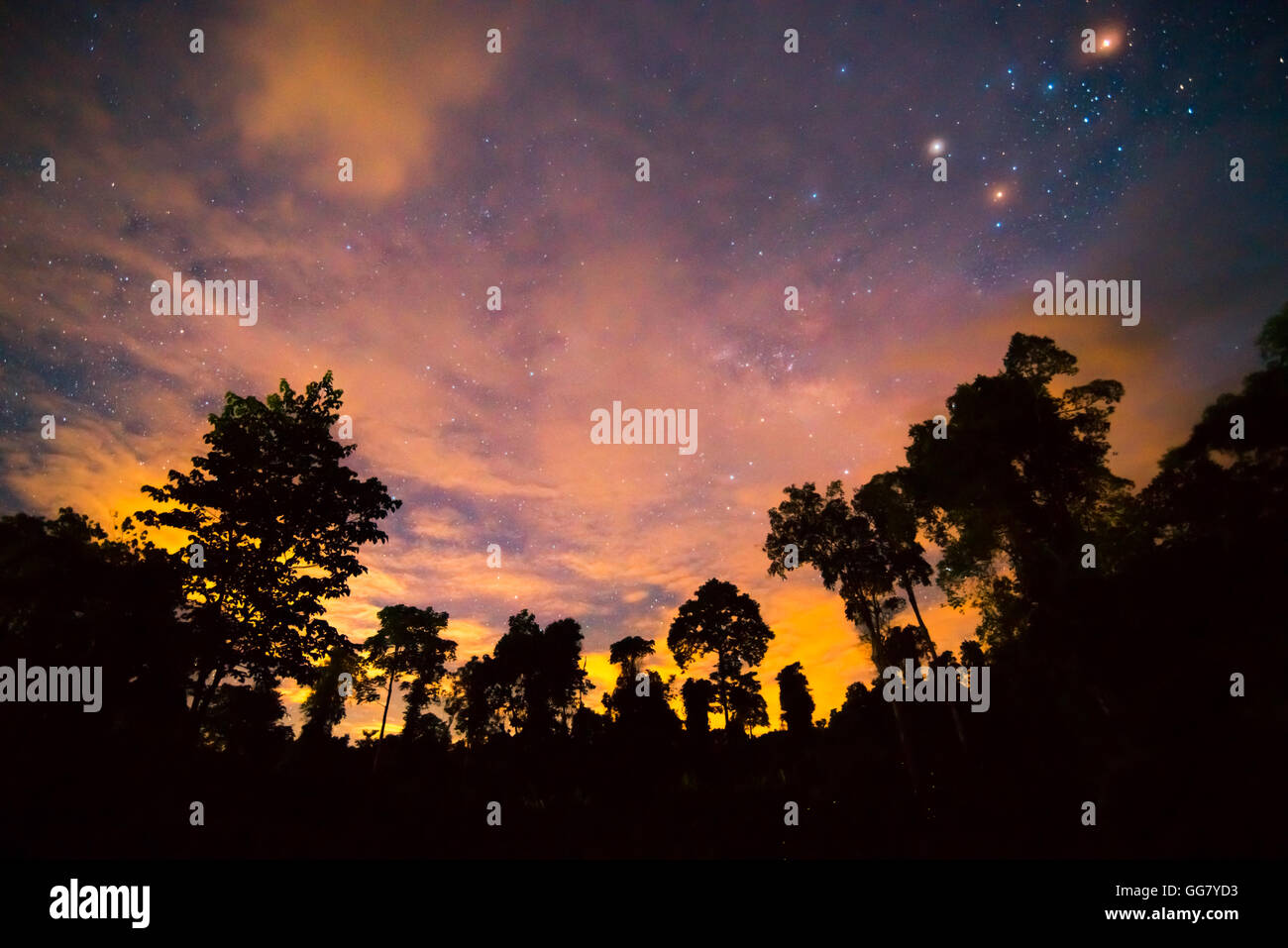 tree and milky way Stock Photo - Alamy