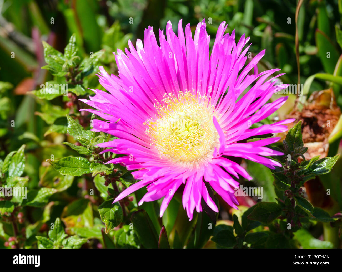 Carpobrotus (known as pigface, ice plant) with  pink large daisy-like flowers closeup. Stock Photo
