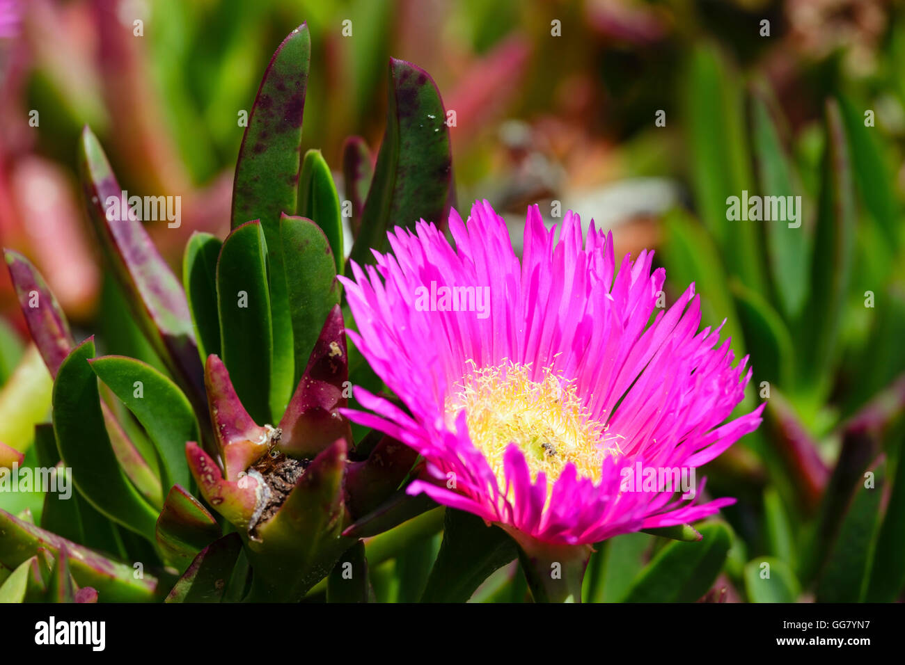 Carpobrotus (known as pigface, ice plant) with pink large daisy-like flowers closeup. Stock Photo