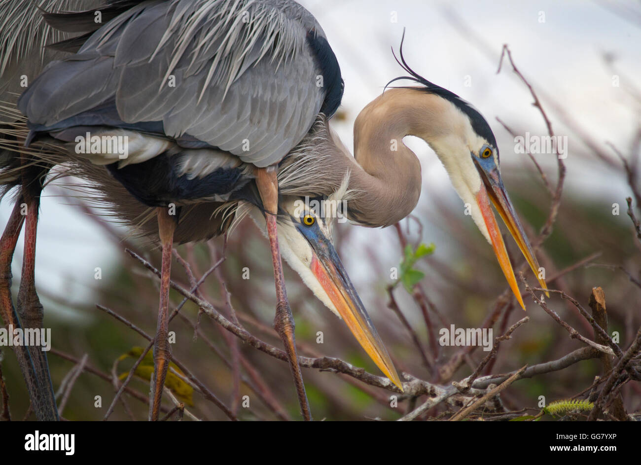 Great Blue Heron Mating Pair Works together nest building Stock Photo