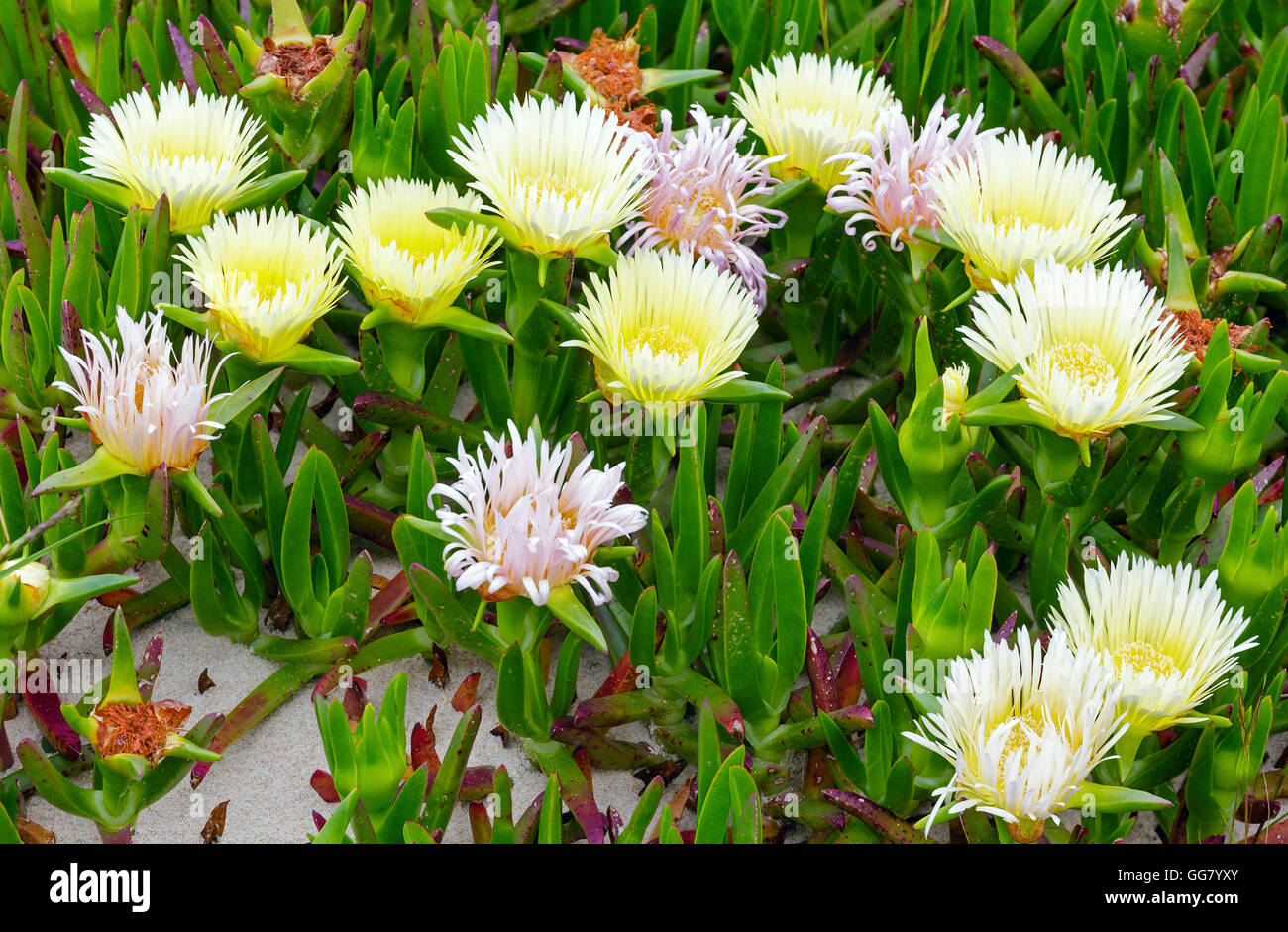 Carpobrotus plant (known as pigface, ice plant) with  white large daisy-like flowers closeup. Stock Photo