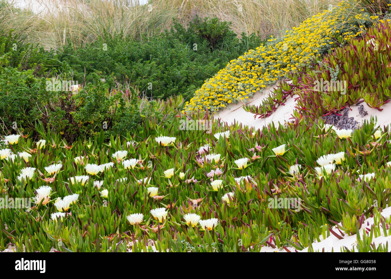 Carpobrotus plant (known as pigface, ice plant) with  white large daisy-like flowers on sandy hill. Stock Photo