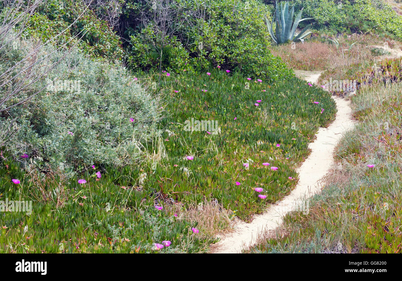 Sandy path and Carpobrotus plant with pink large daisy-like flowers. Stock Photo