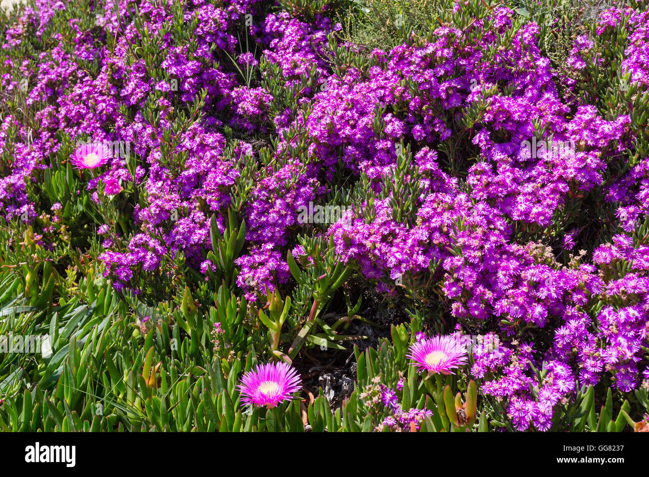 Carpobrotus (pigface, ice plant) with  pink large daisy-like flowers closeup. Stock Photo