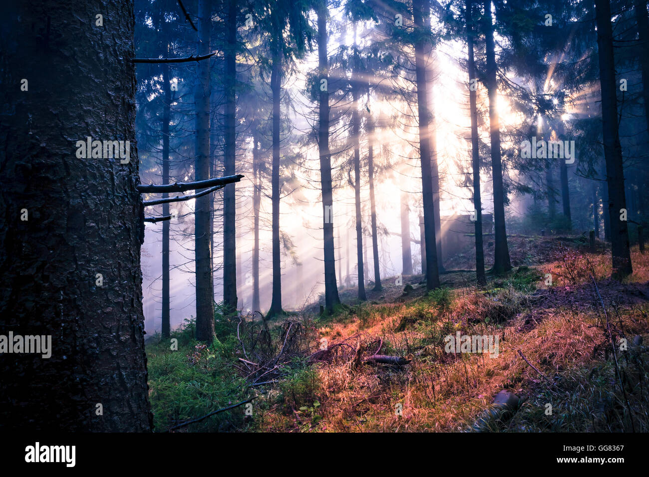 The evergreen forest early in the morning Stock Photo - Alamy