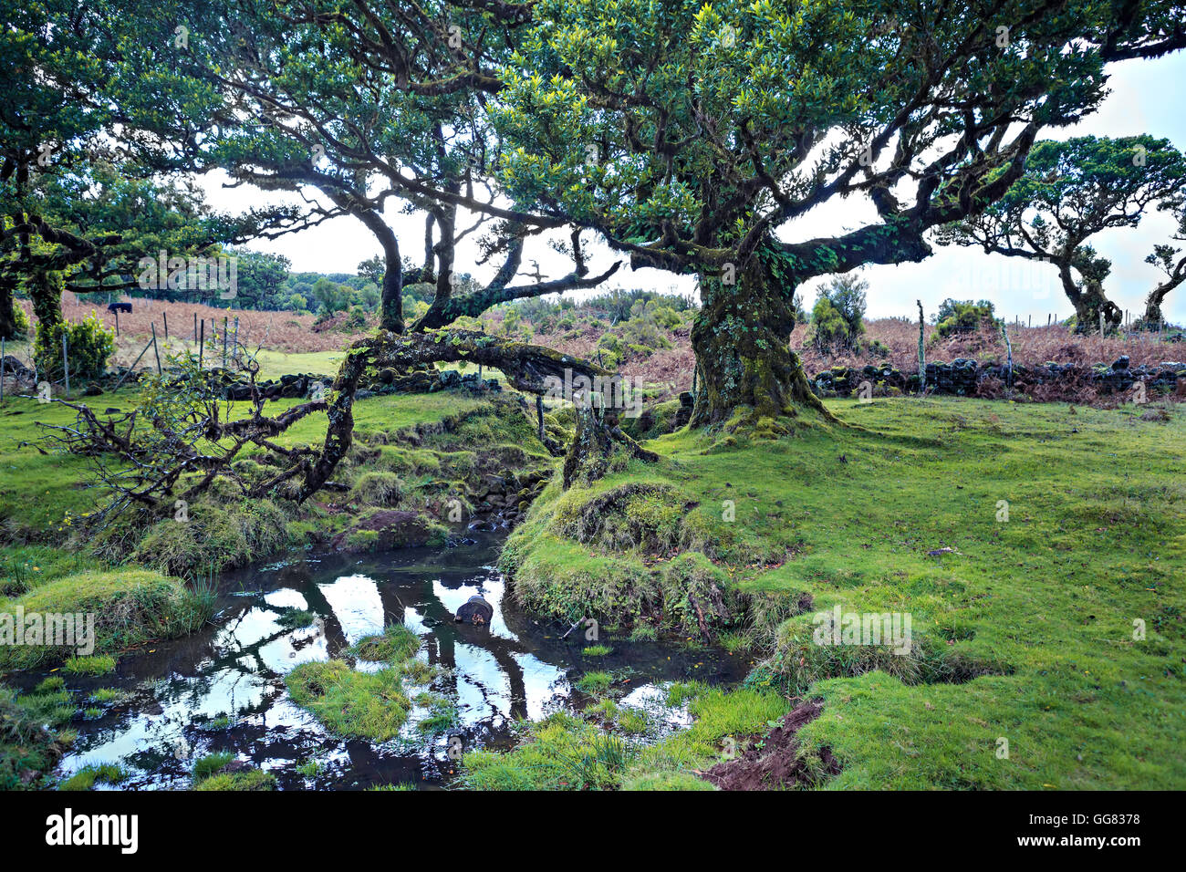 Laurel tree on Fanal plateau on Madeira Island, Portugal Stock Photo