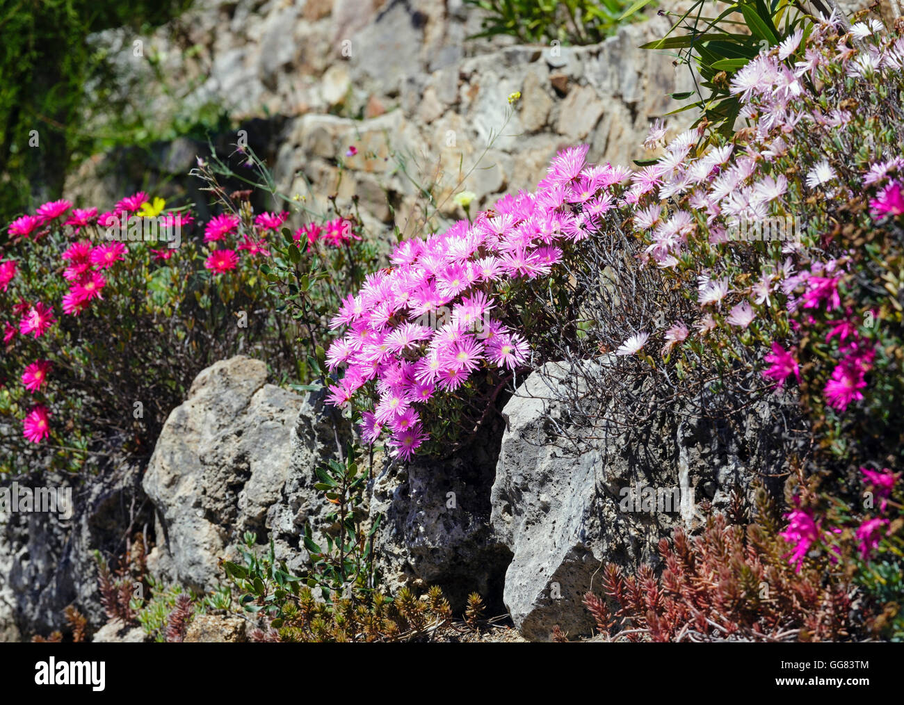 Carpobrotus (known as pigface, ice plant) with  pink large daisy-like flowers. Stock Photo