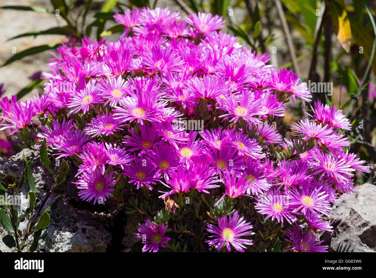 Carpobrotus (known as pigface, ice plant) with pink large daisy-like flowers closeup. Stock Photo