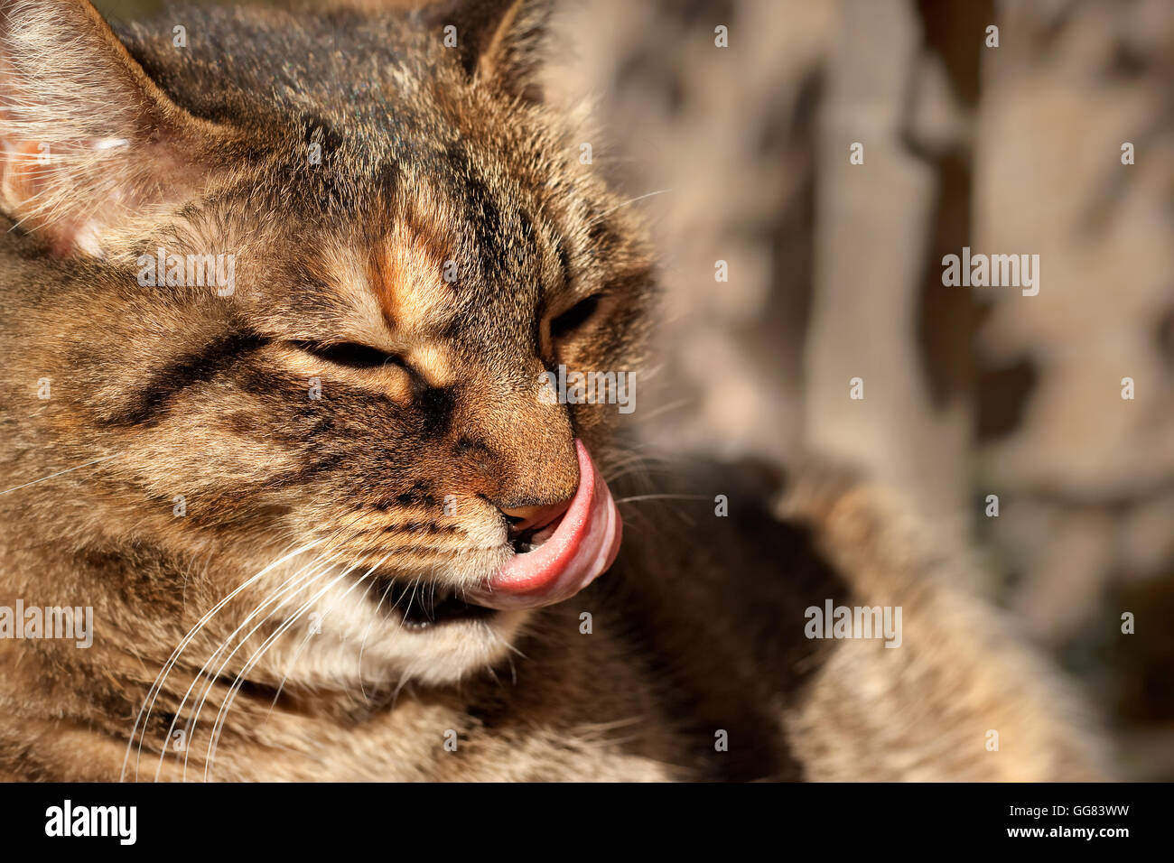 Cat licks its nose. Tongue caught at full extent Stock Photo Alamy