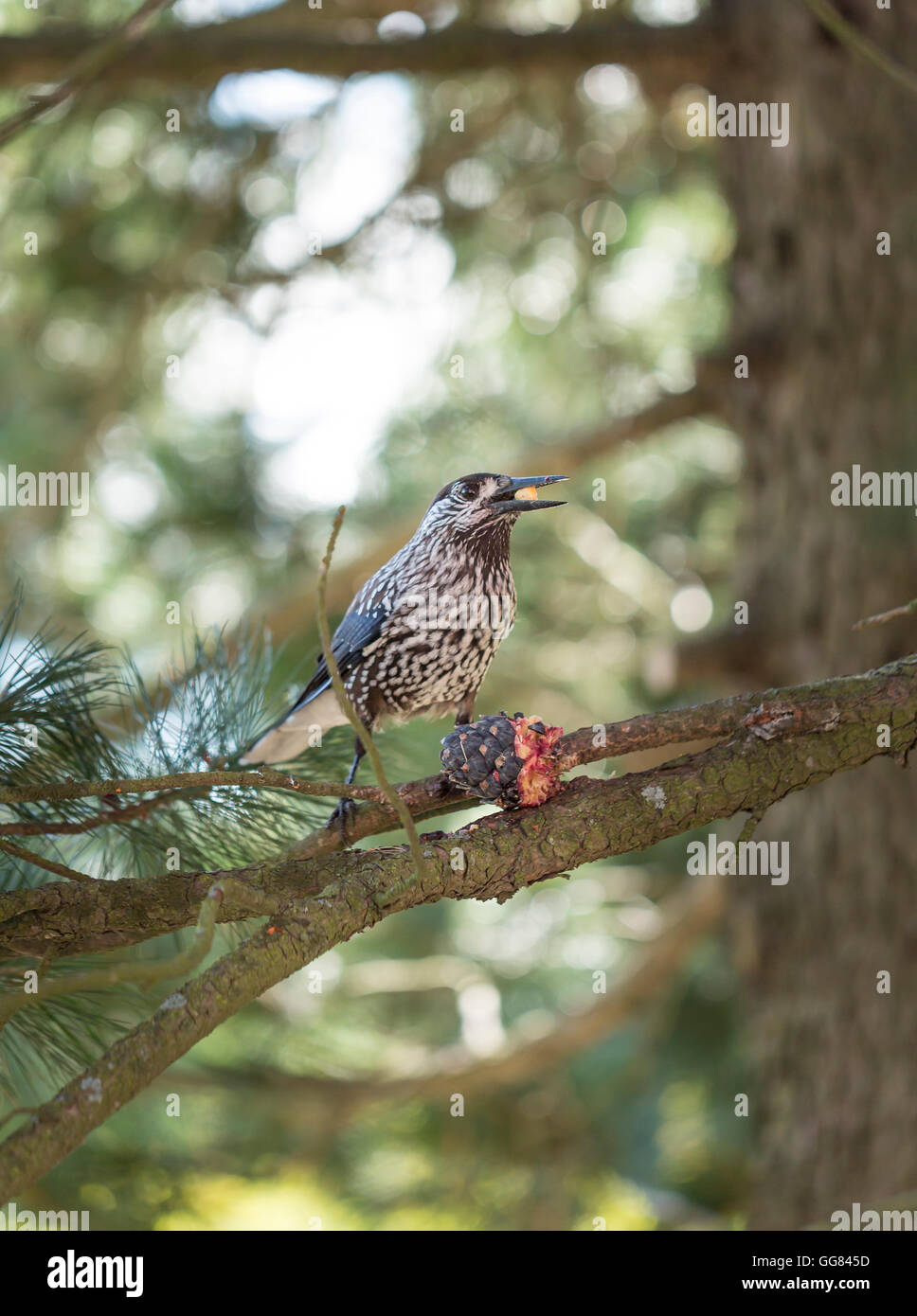 Spotted Nutcracker Eating Pinus Cembra Cone sitting on Branch. Stock Photo