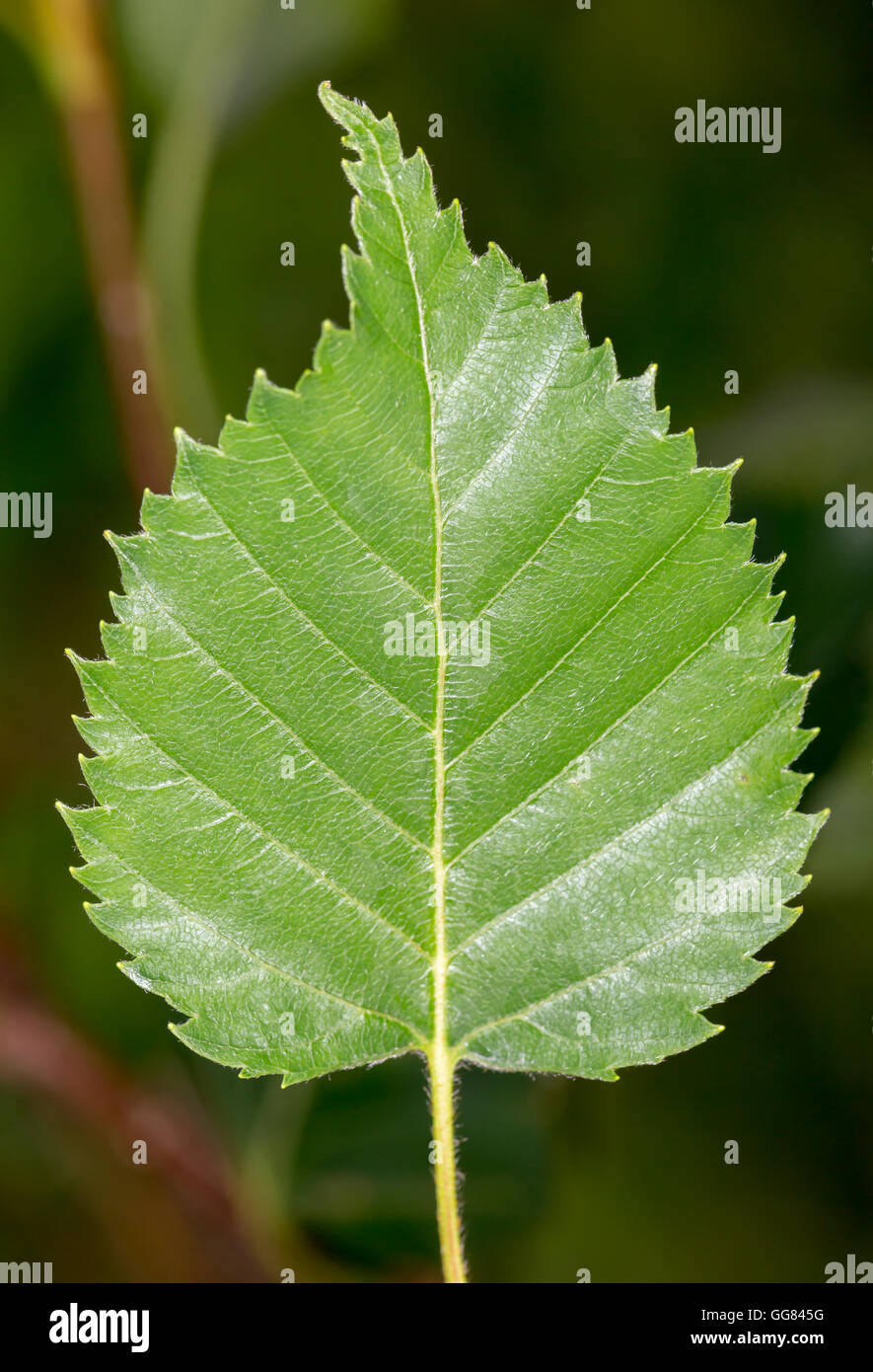 Kamchatka Birch Leaf close up. Stock Photo