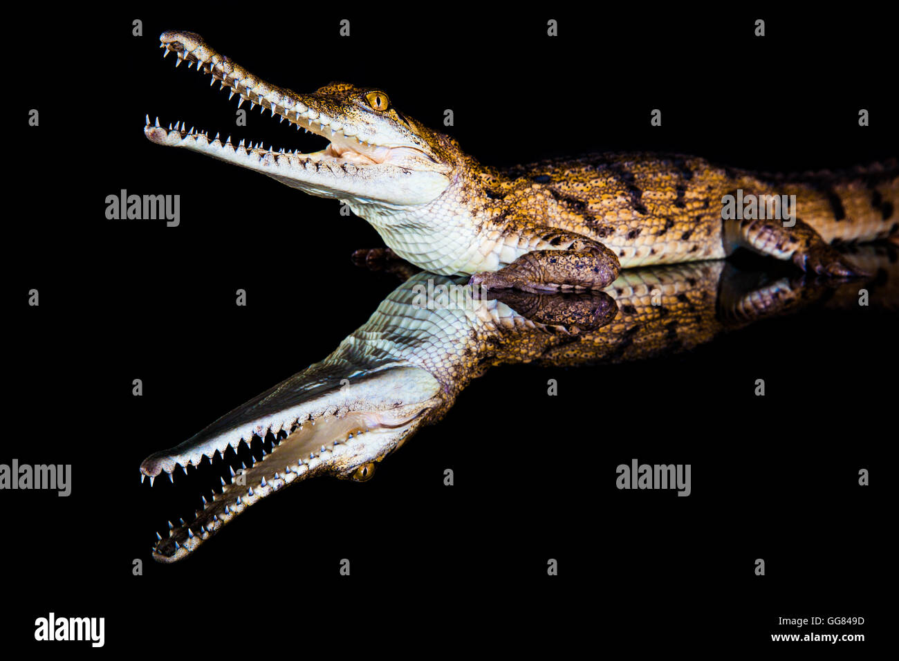 Fresh water crocodile - native animal in northern Australia, studio, reflection Stock Photo