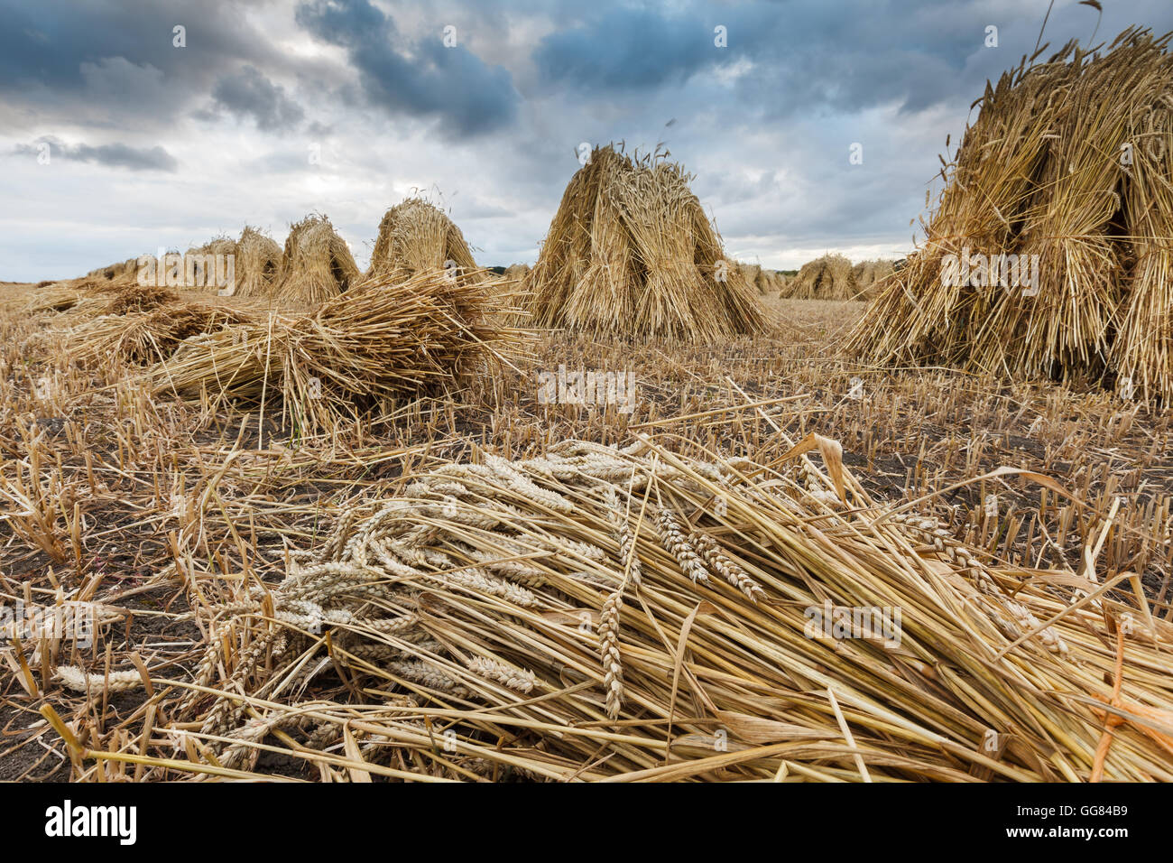 Harvesting the old fashioned way Stock Photo Alamy