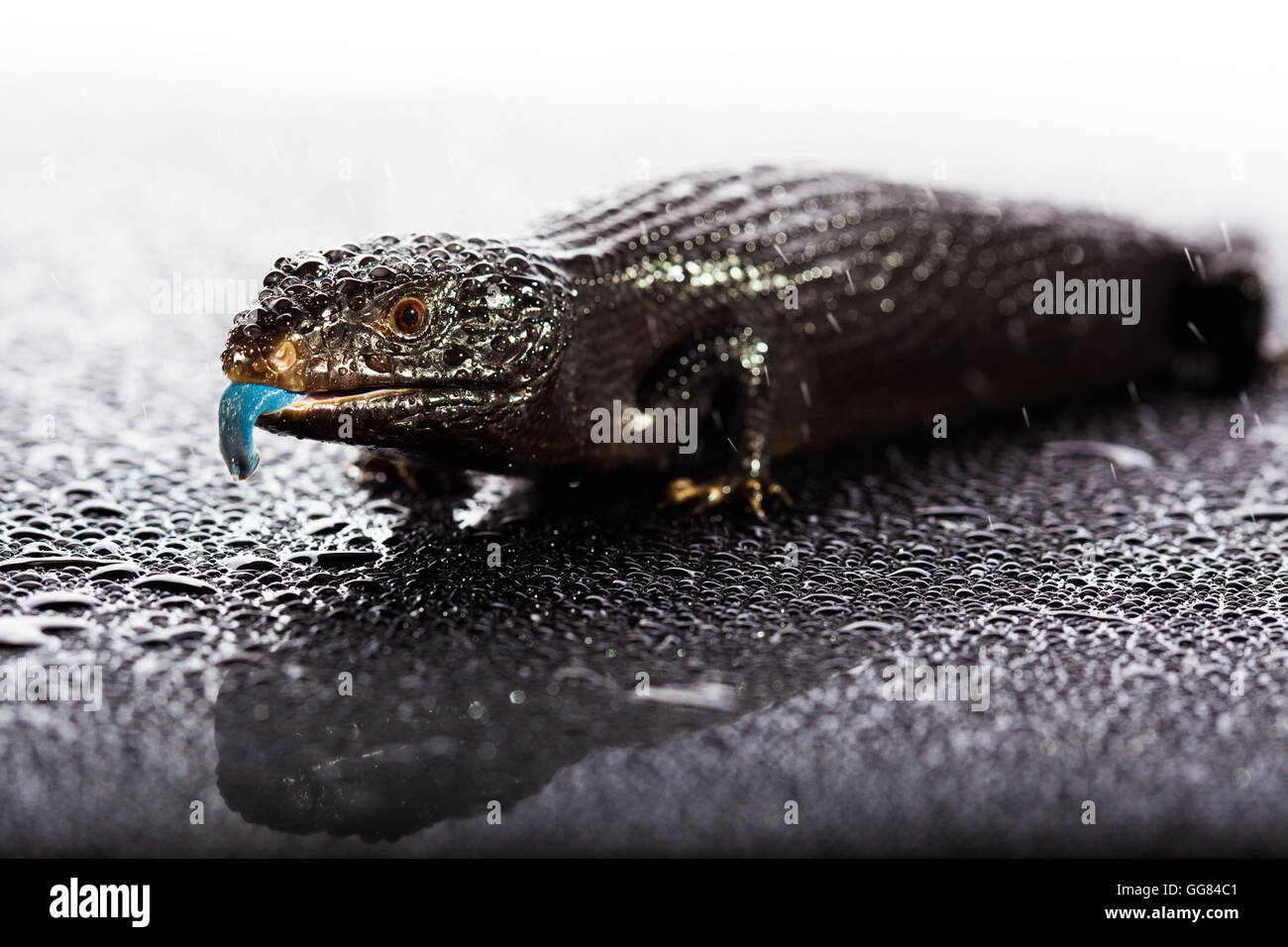 Black blue tongued lizard in wet dark shiny studio environement Stock Photo