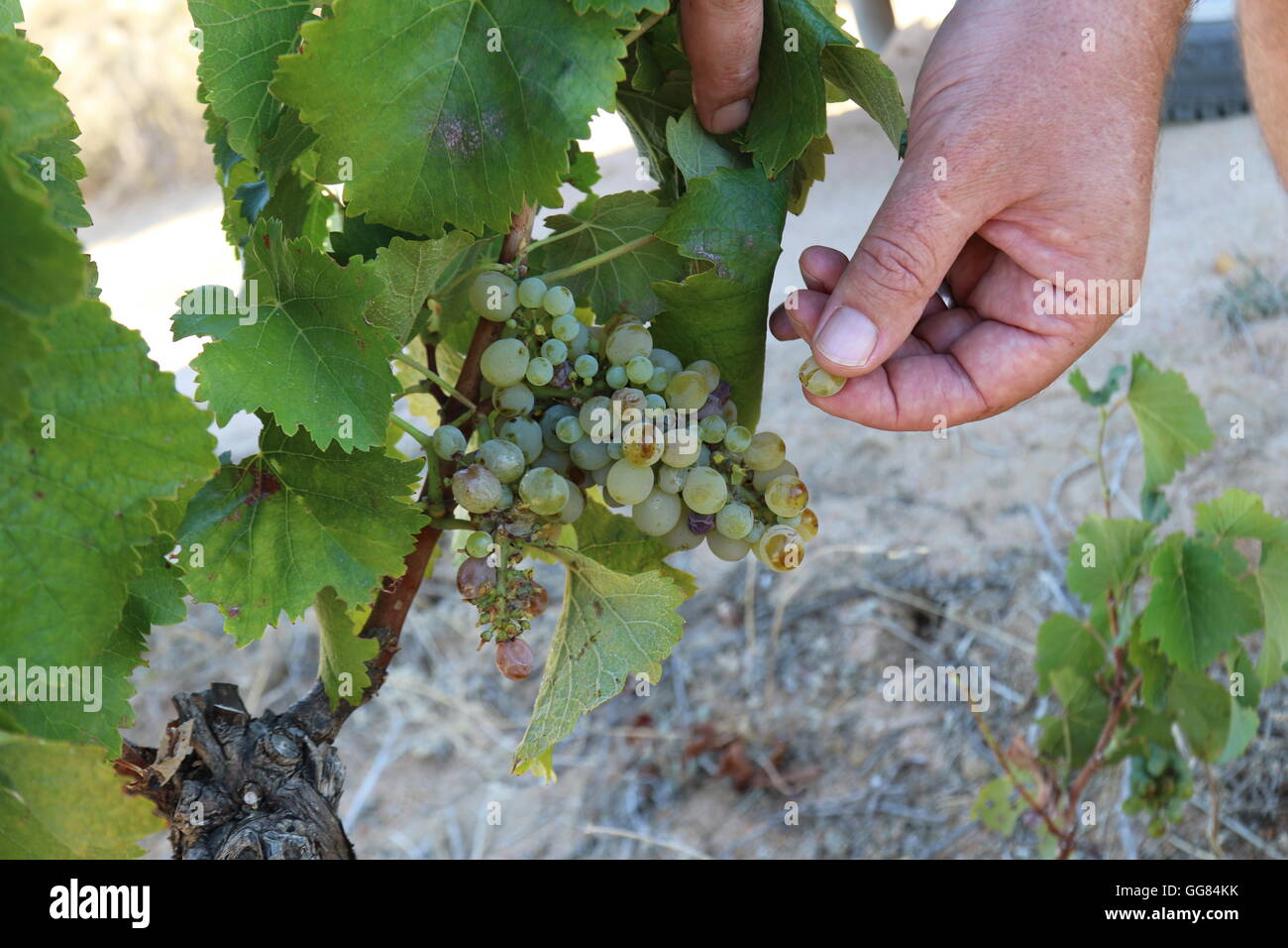 Grapvine hand hires stock photography and images Alamy