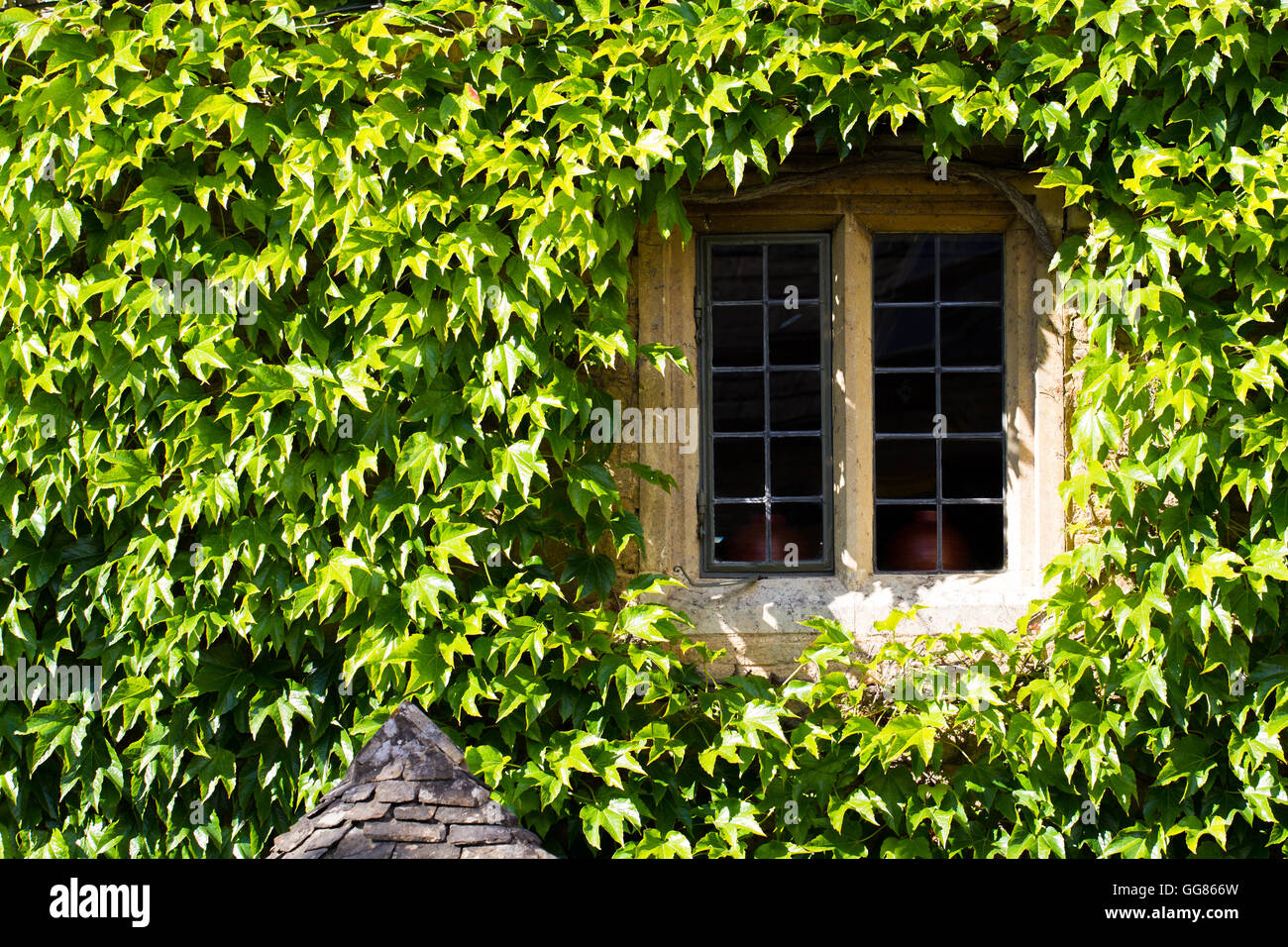 A window and wall of an old stone house surrounded and covered in the green leaves of a creeping or climbing ivy plant. Stock Photo